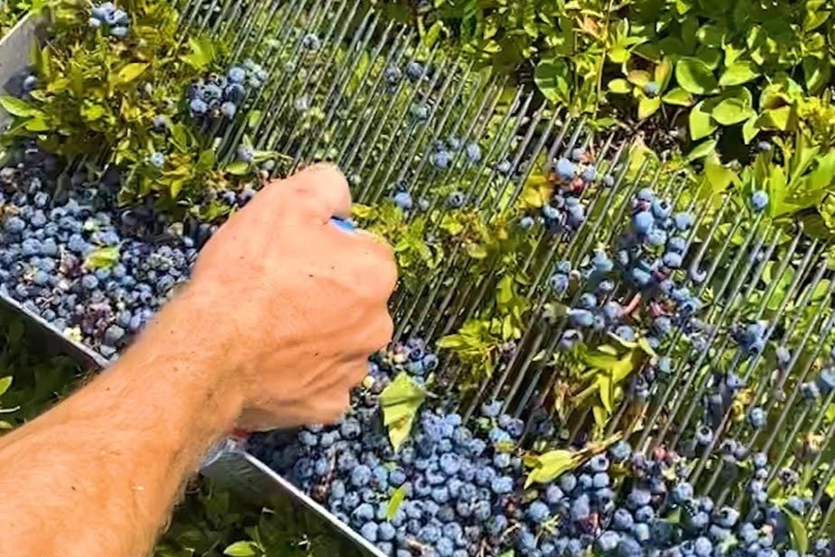 Nong trai cho thu hoach 900 kg viet quat mot ngay hinh anh