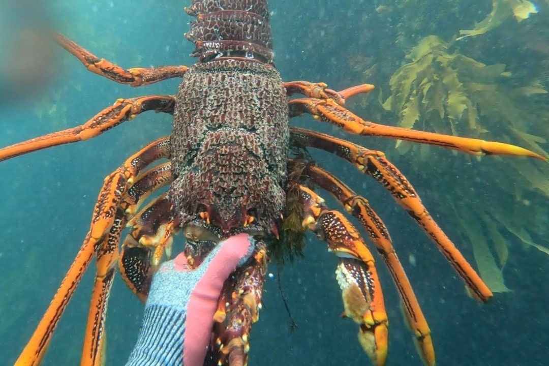 Lan bat tom hum o day dai duong hinh anh