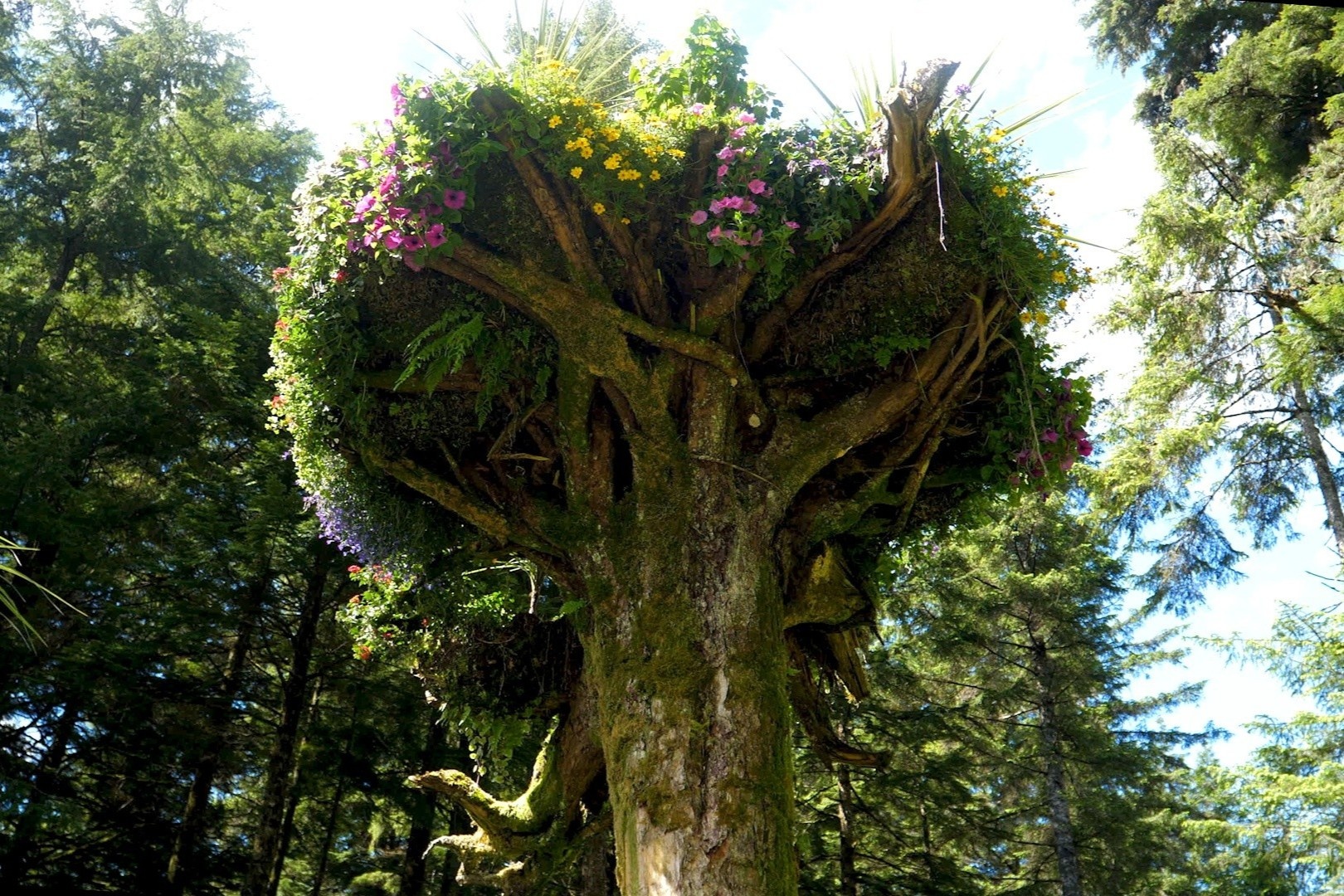 Khu vuon cay lon nguoc o My hinh anh