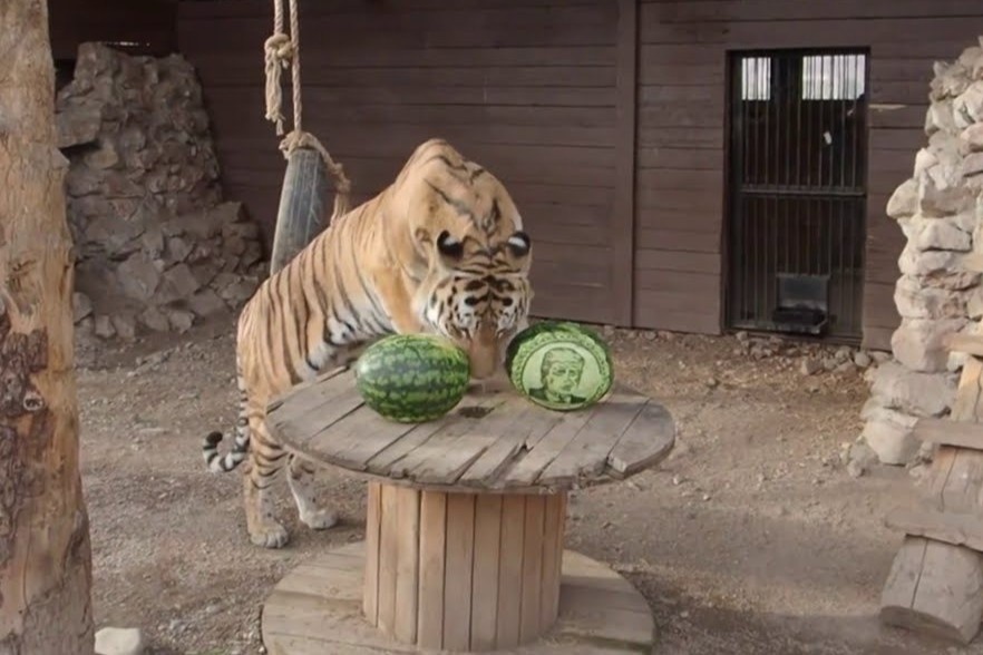 Vuon thu cho dong vat du doan ket qua bau cu tong thong My hinh anh