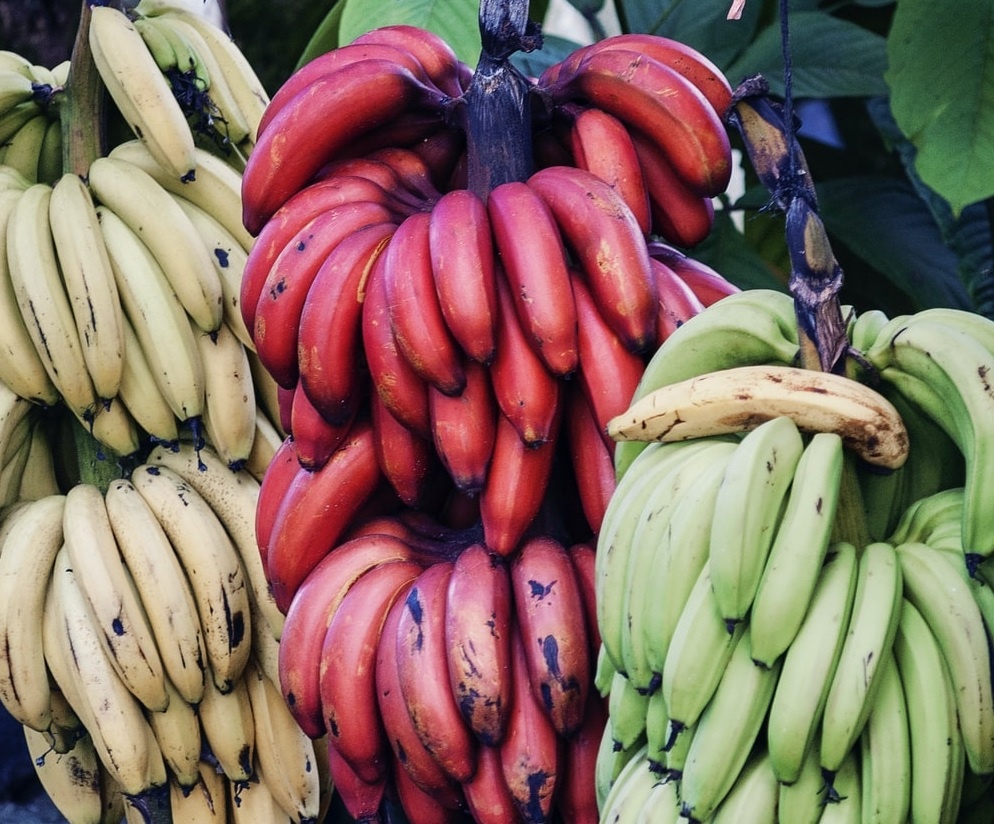 rau qua co mau sac khac thuong anh 3