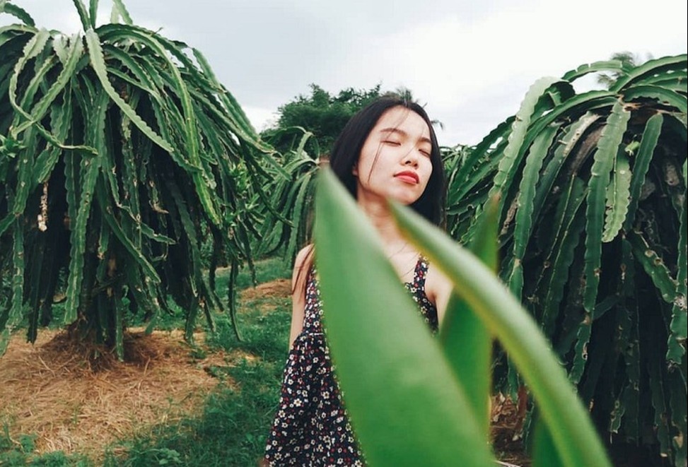 Lac giua vuon thanh long o Binh Thuan hinh anh