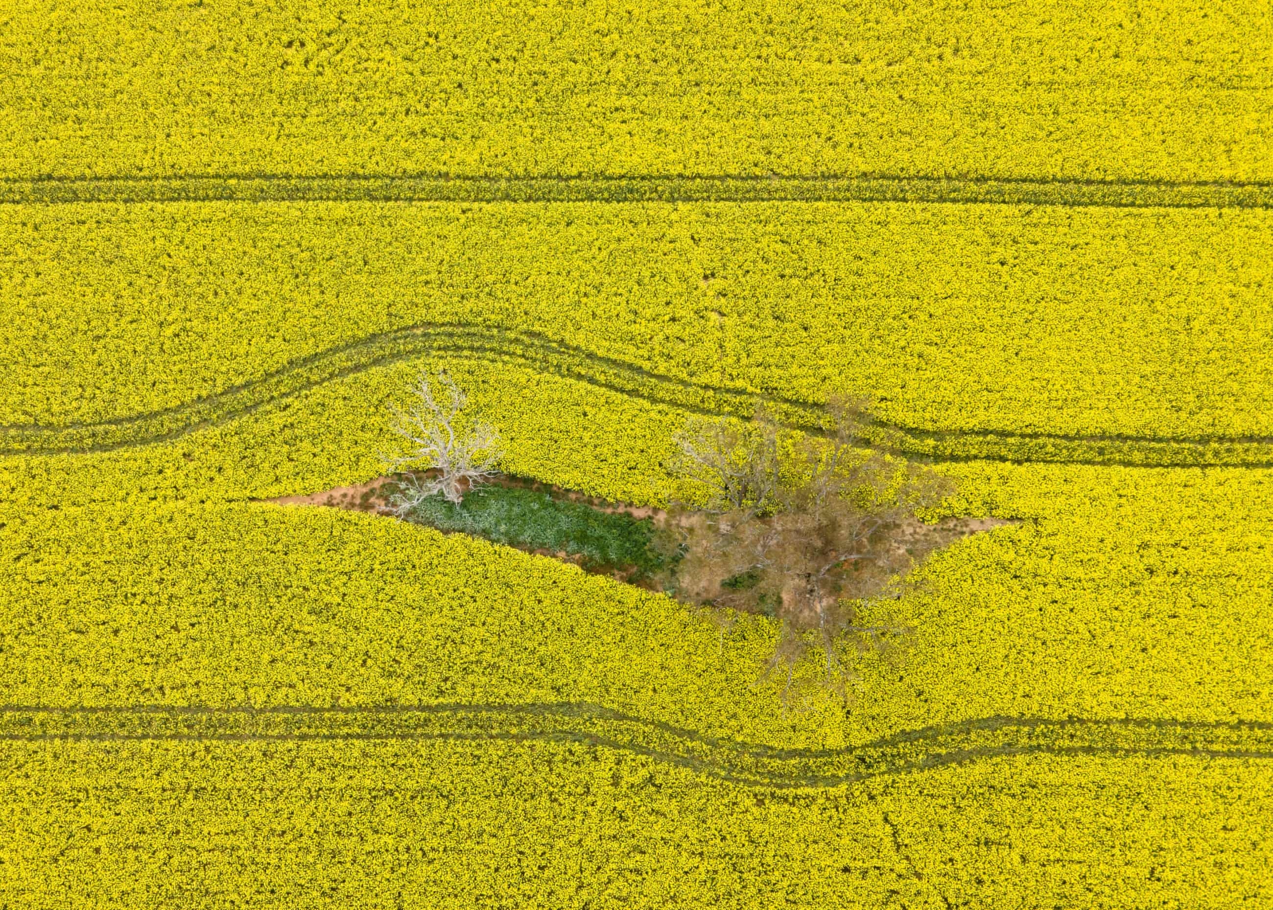 mua cai dau boi thu o Australia anh 1