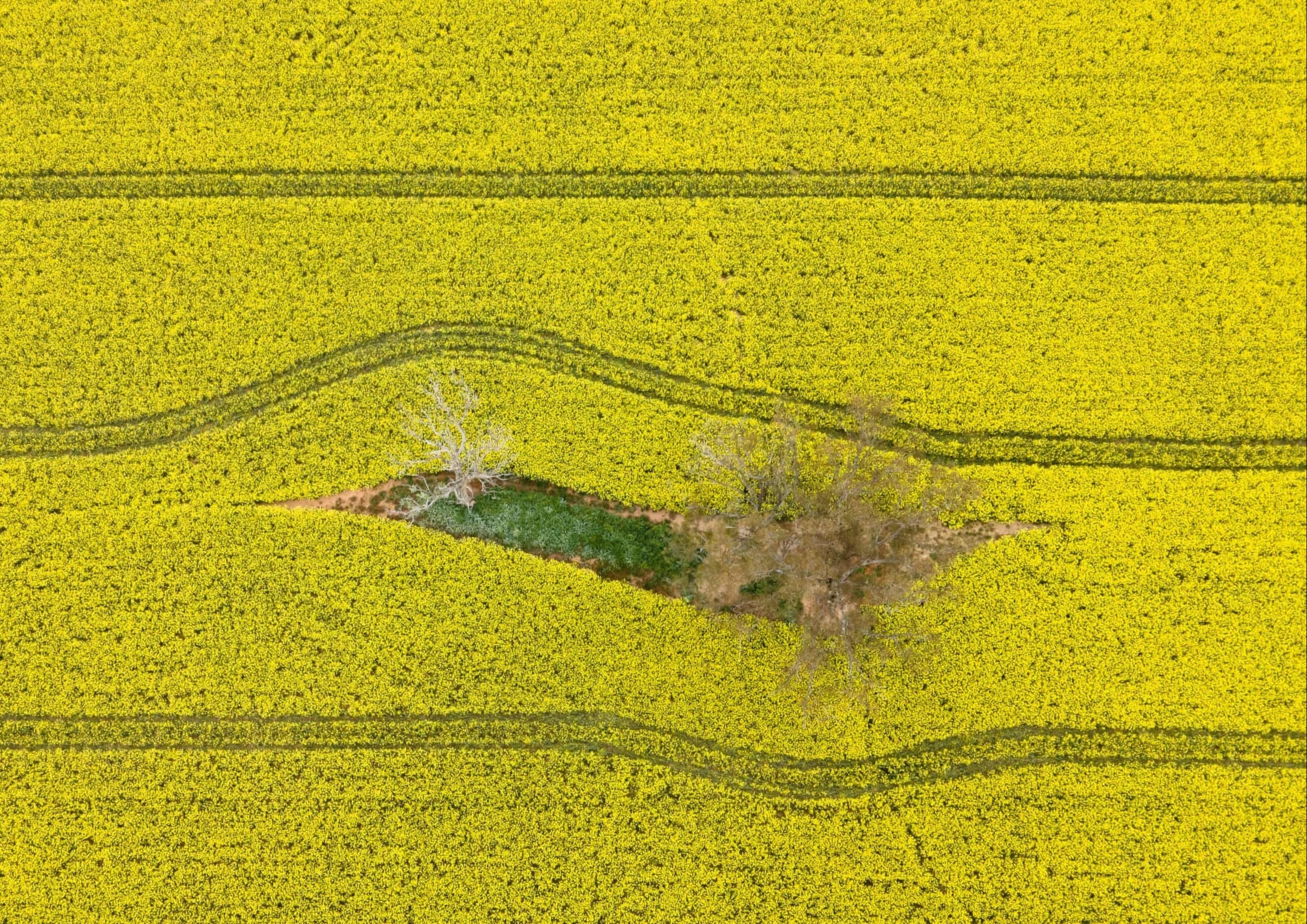 Bien vang trong mua cai dau boi thu o Australia hinh anh