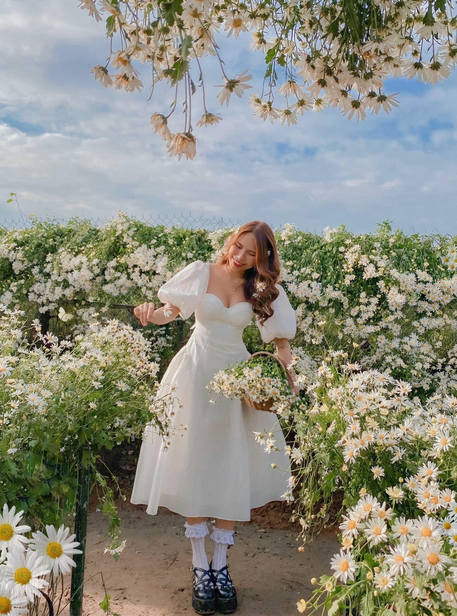 check-in cúc họa mi đầu mùa ảnh 3 check-in cuc hoa mi dau mua anh 3