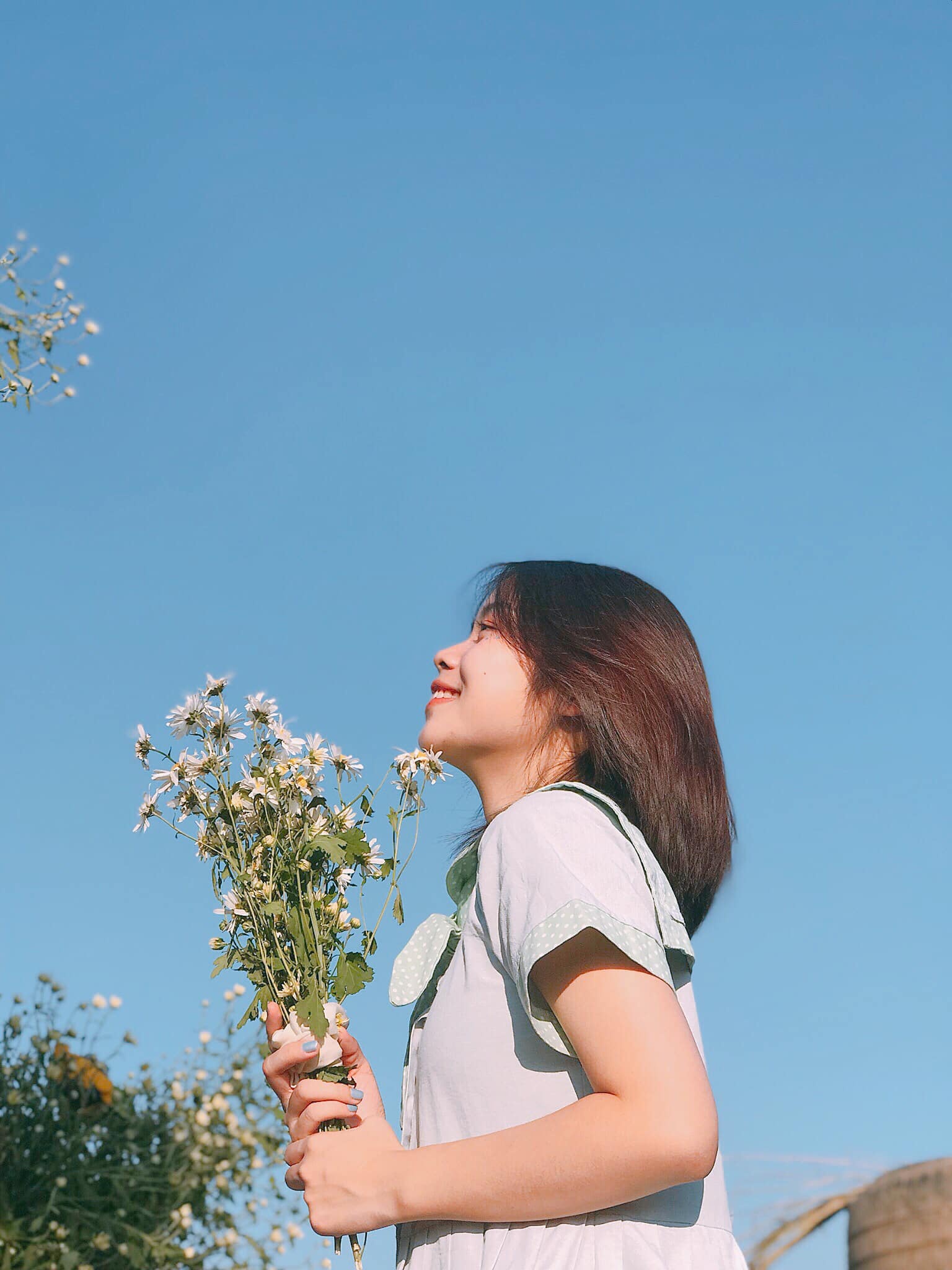 check-in cúc họa mi đầu mùa ảnh 6 check-in cuc hoa mi dau mua anh 6