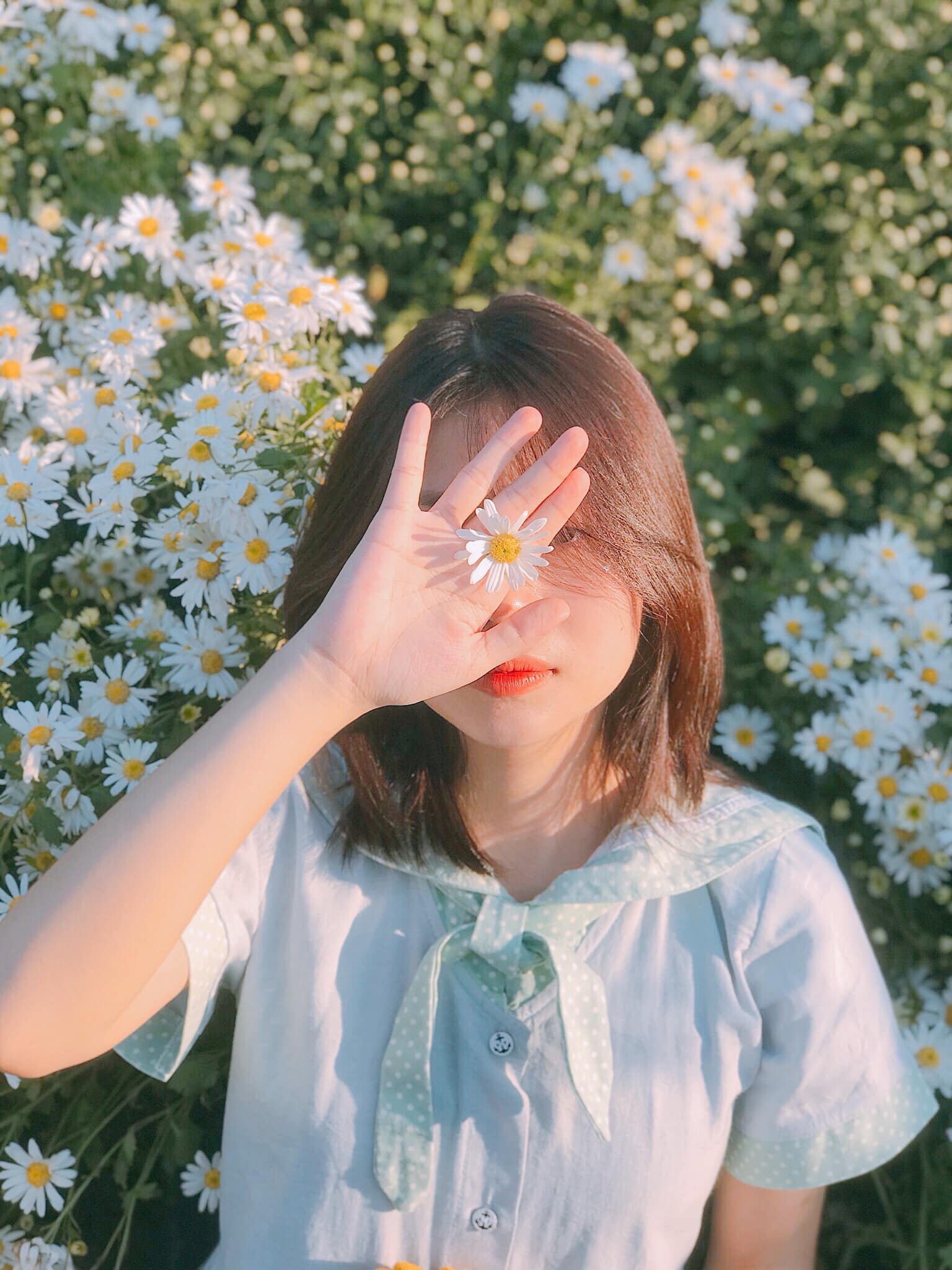 check-in cúc họa mi đầu mùa ảnh 7 check-in cuc hoa mi dau mua anh 7