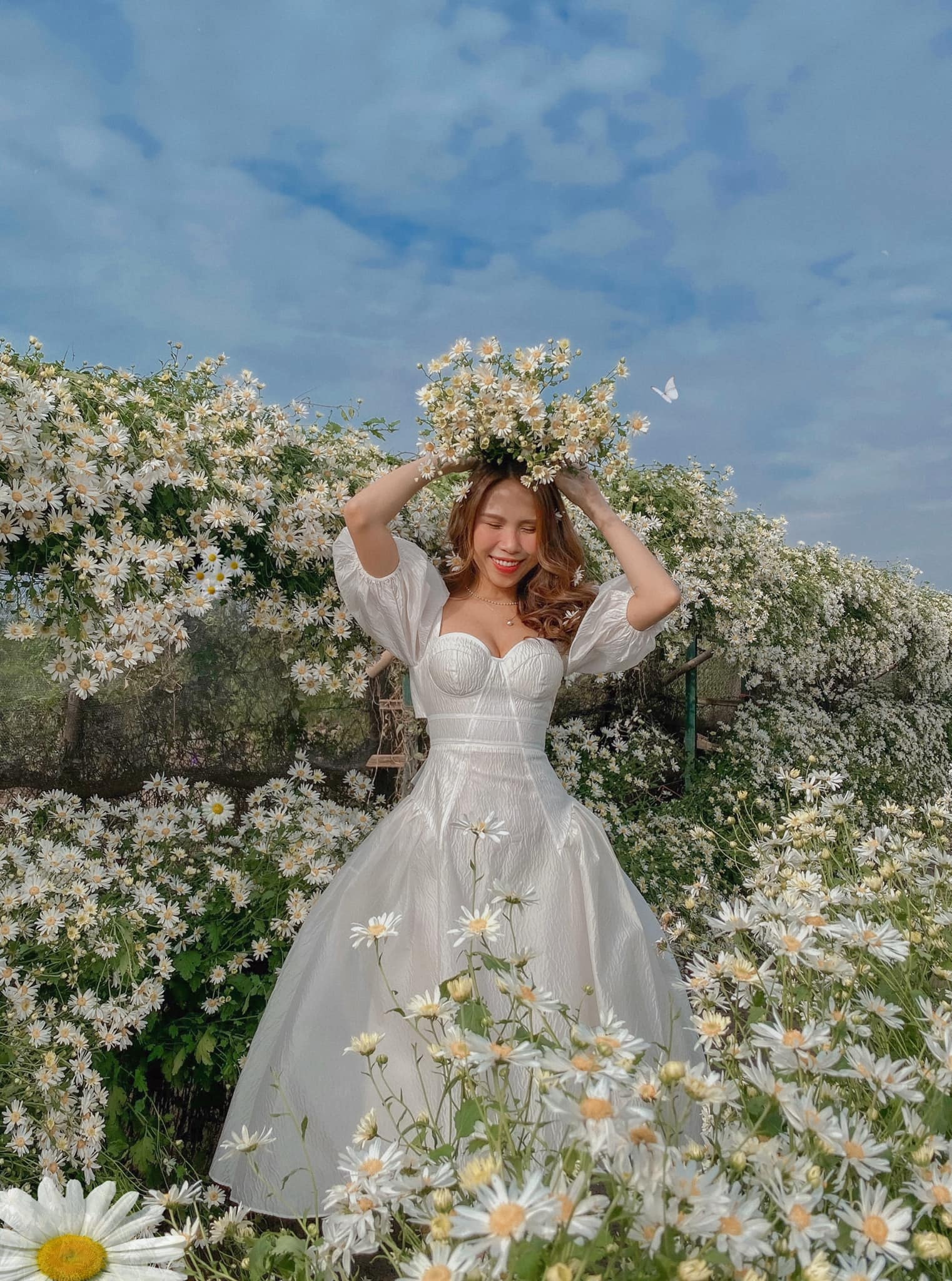 check-in cúc họa mi đầu mùa ảnh 4 check-in cuc hoa mi dau mua anh 4