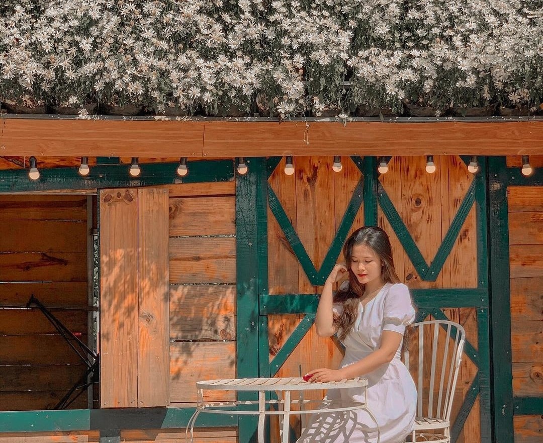 check-in cúc họa mi đầu mùa ảnh 9 check-in cuc hoa mi dau mua anh 9