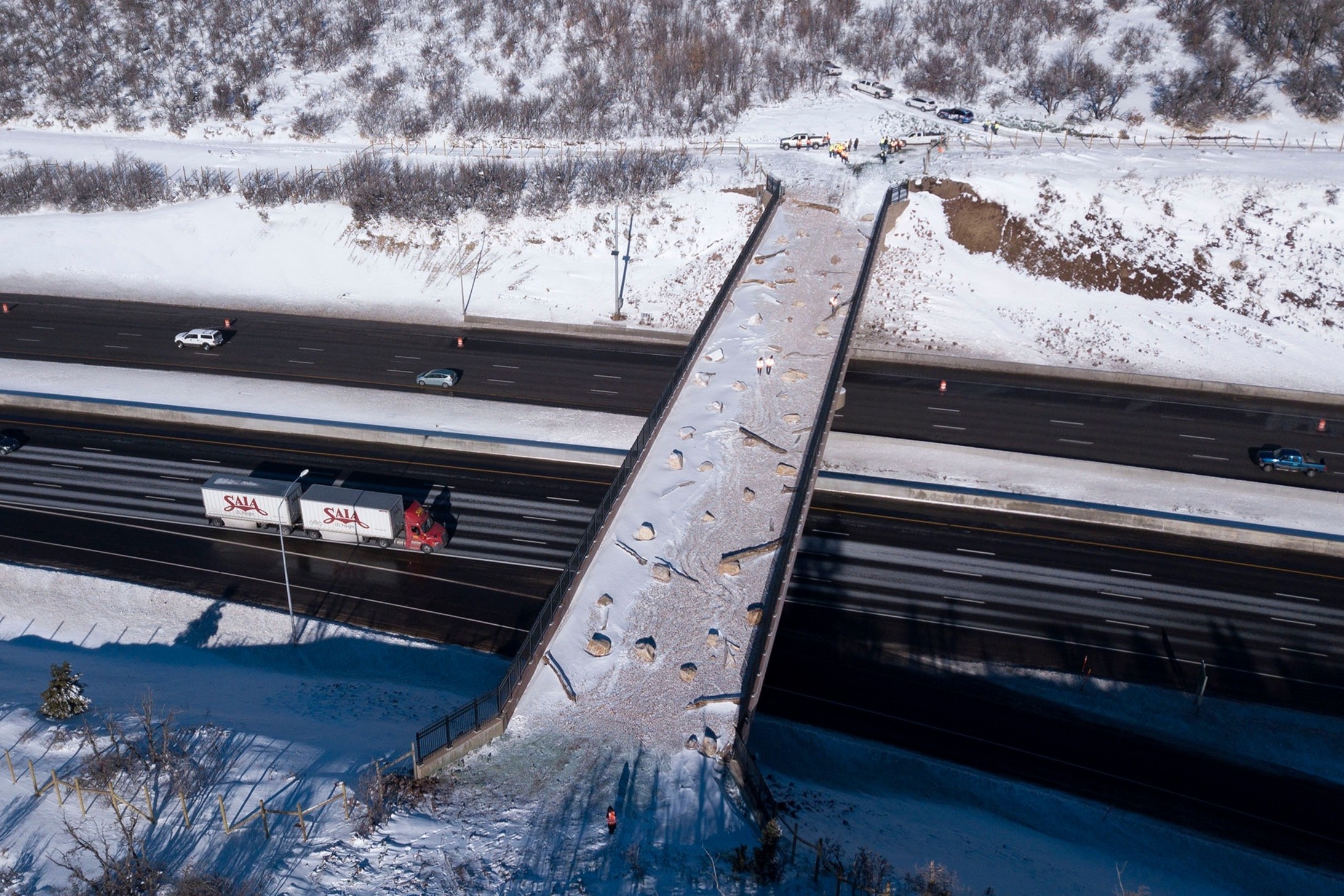 Cau vuot tri gia 5 trieu USD danh rieng cho dong vat hinh anh