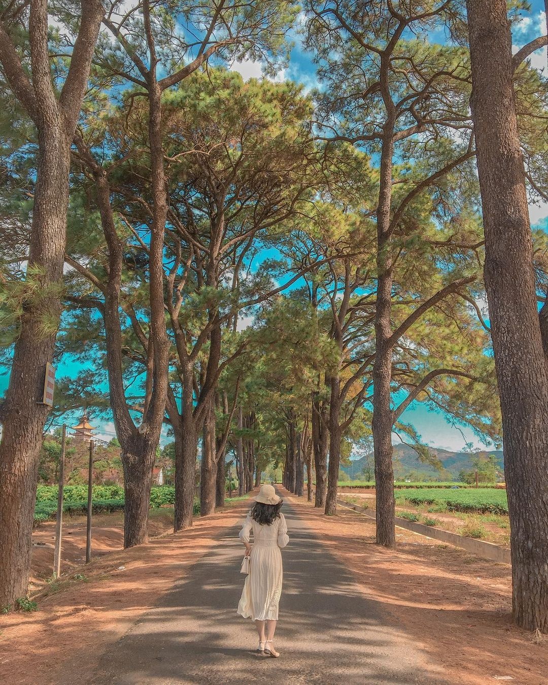 du lich Gia Lai dip Tet Duong lich anh 3