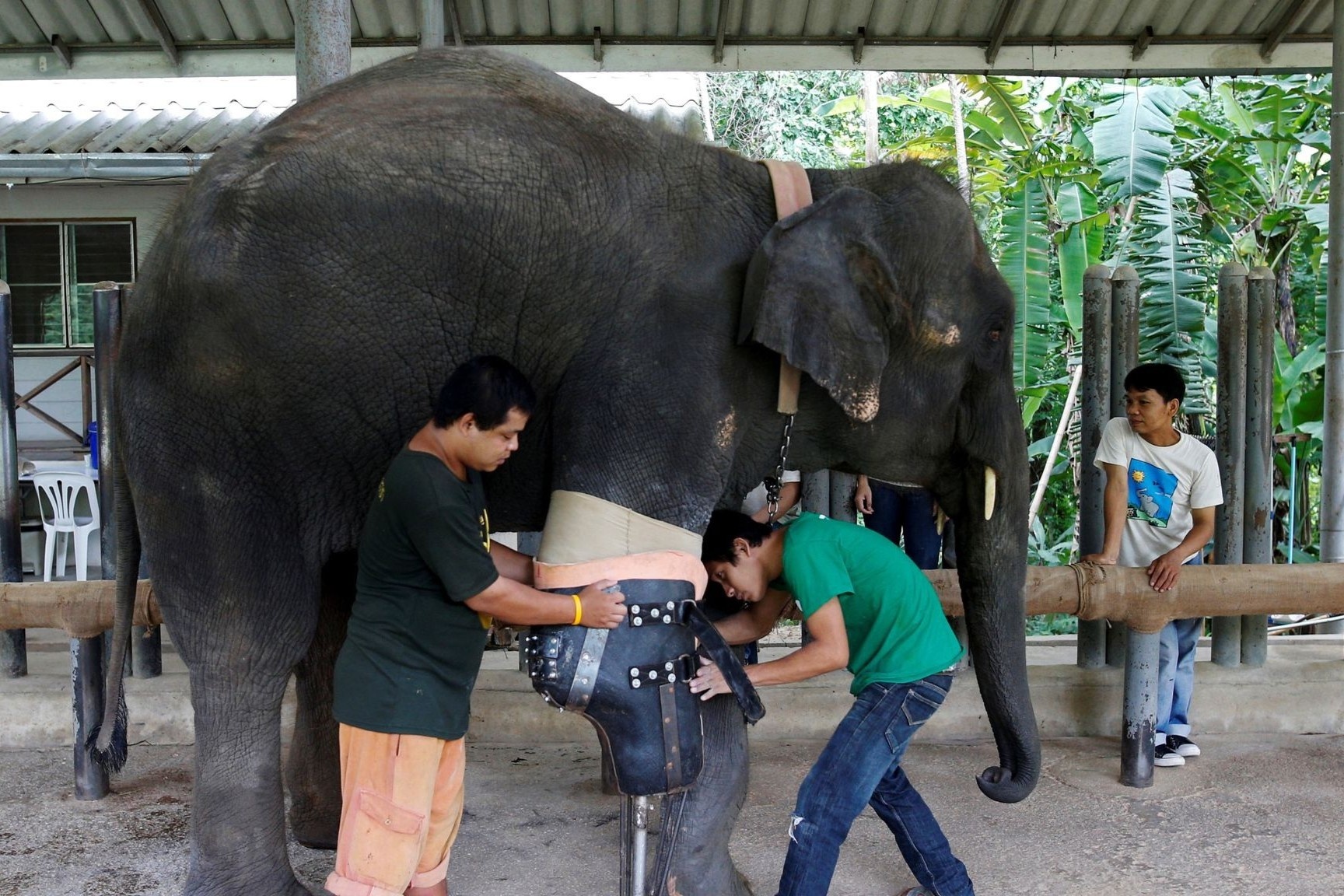Benh vien danh rieng cho voi dau tien tren the gioi hinh anh