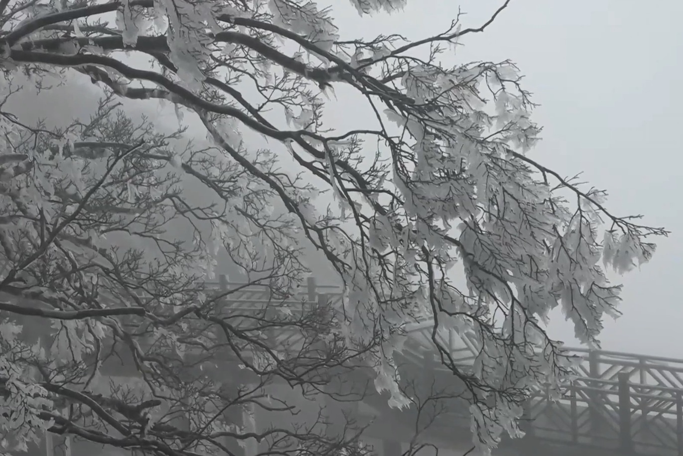 Truong Gia Gioi trang xoa trong dot tuyet dau mua hinh anh