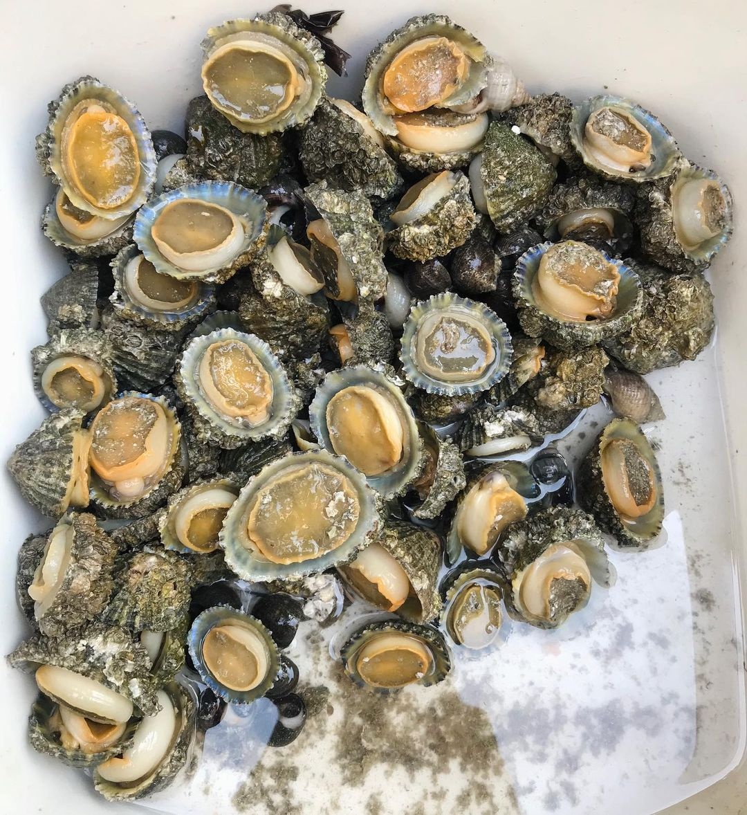 dac san Con Dao anh 1