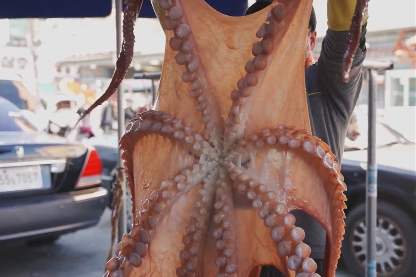 So che bach tuoc nang 20 kg o cho hai san Han Quoc hinh anh