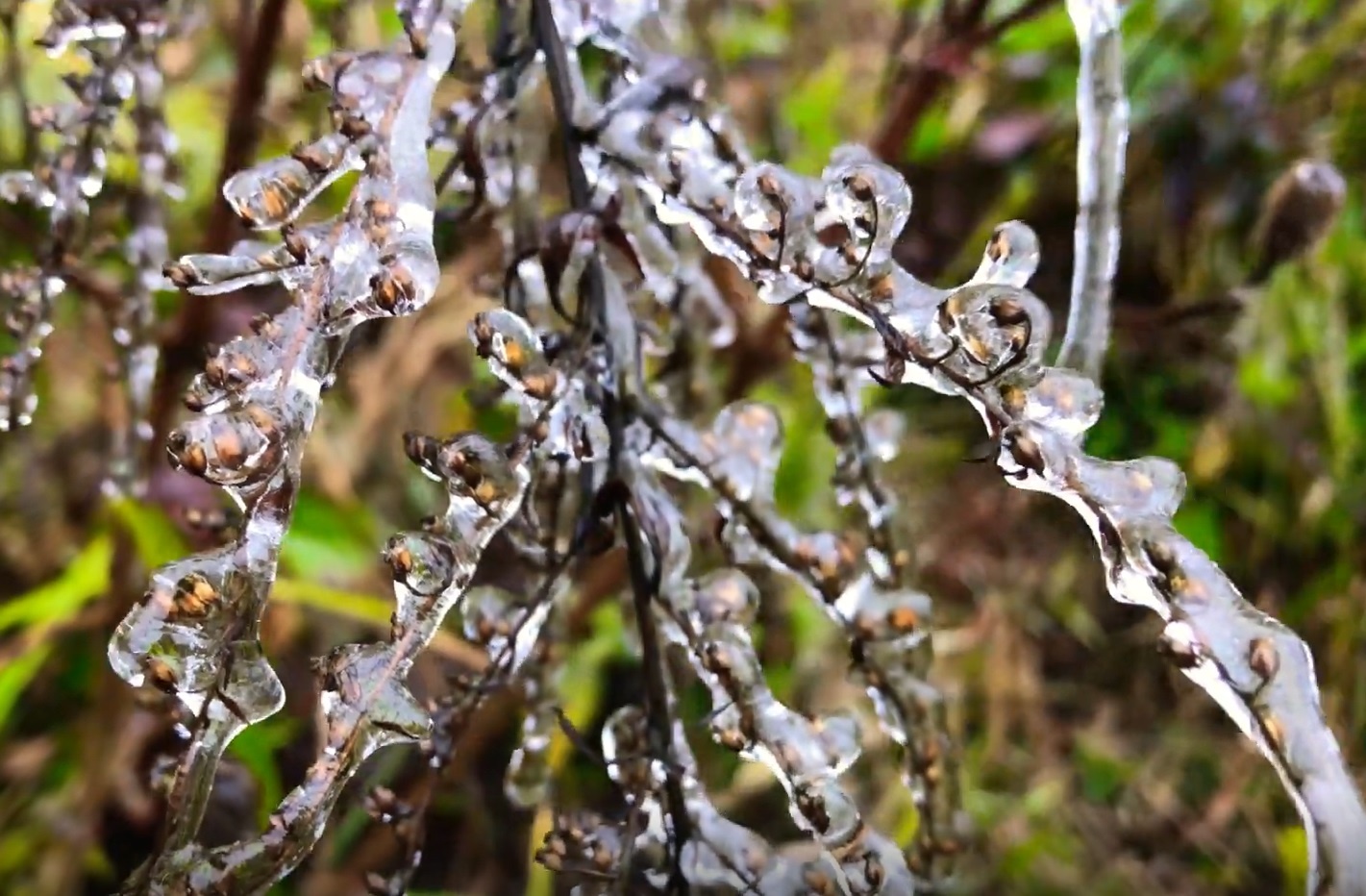 Canh tuong bang tuyet bao phu o deo O Quy Ho hinh anh