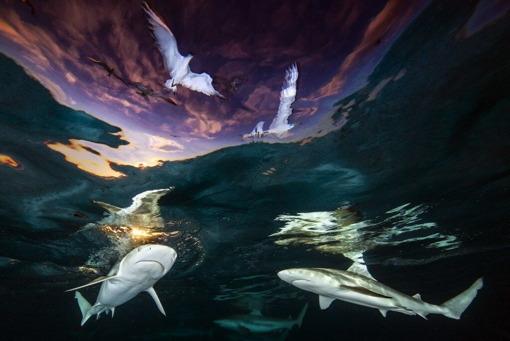 Loat anh doat giai cuoc thi Nhiep anh duoi nuoc nam 2021 hinh anh