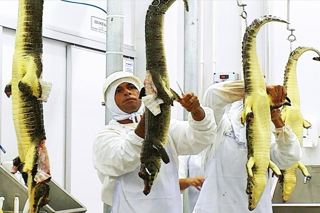 Quy trinh nuoi va che bien ca sau o Brazil hinh anh