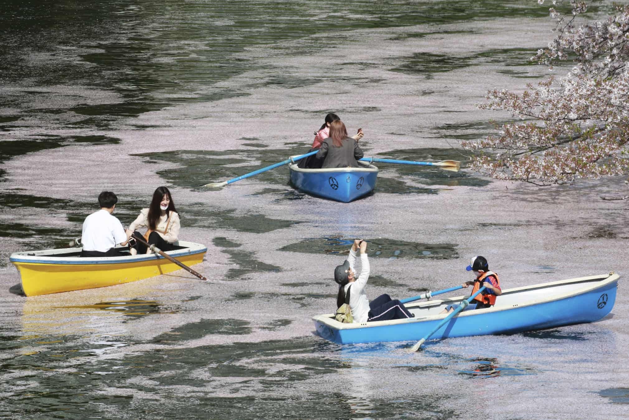 Hoa anh dao no ro khap Nhat Ban anh 9