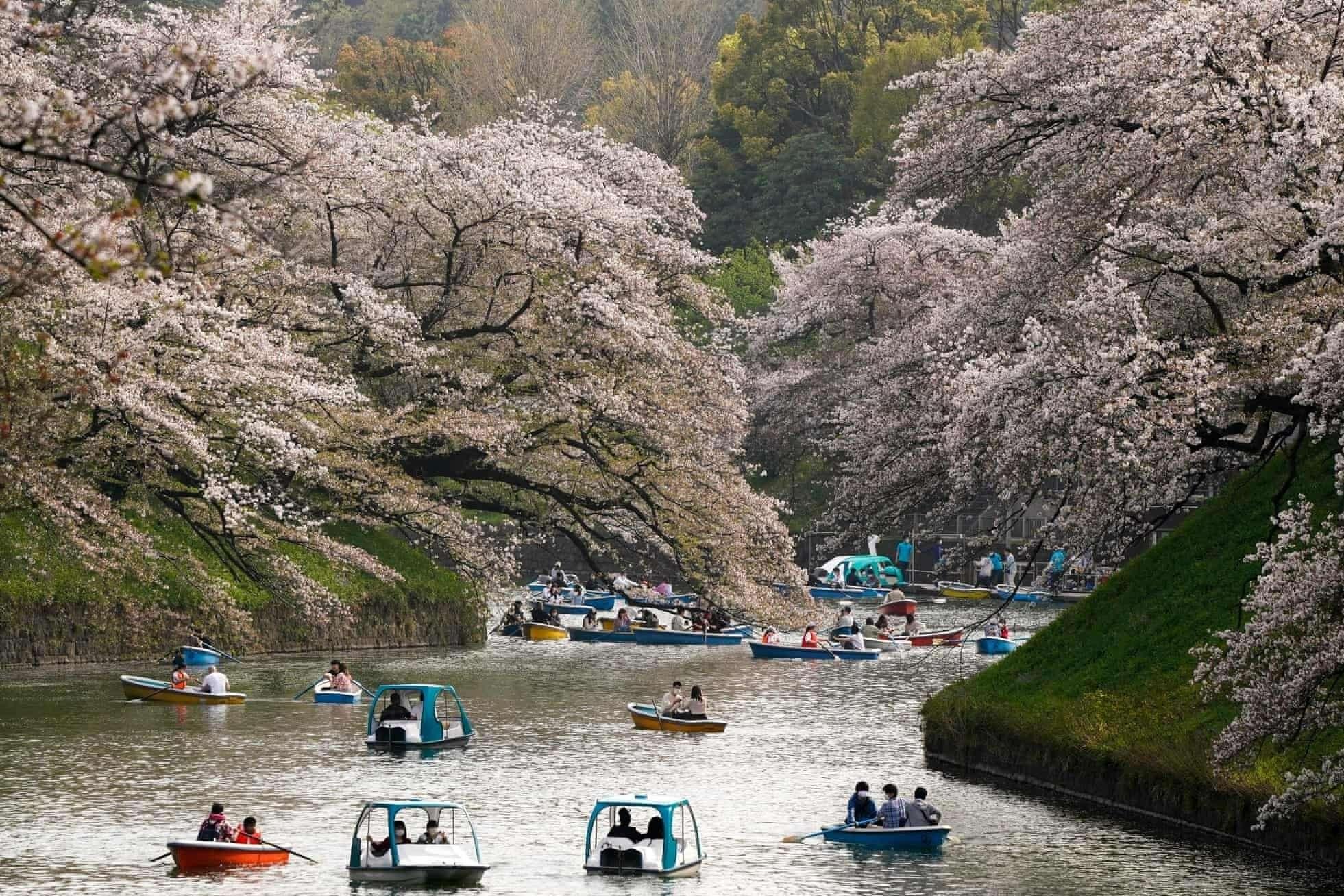 Hoa anh dao no ro khap Nhat Ban hinh anh