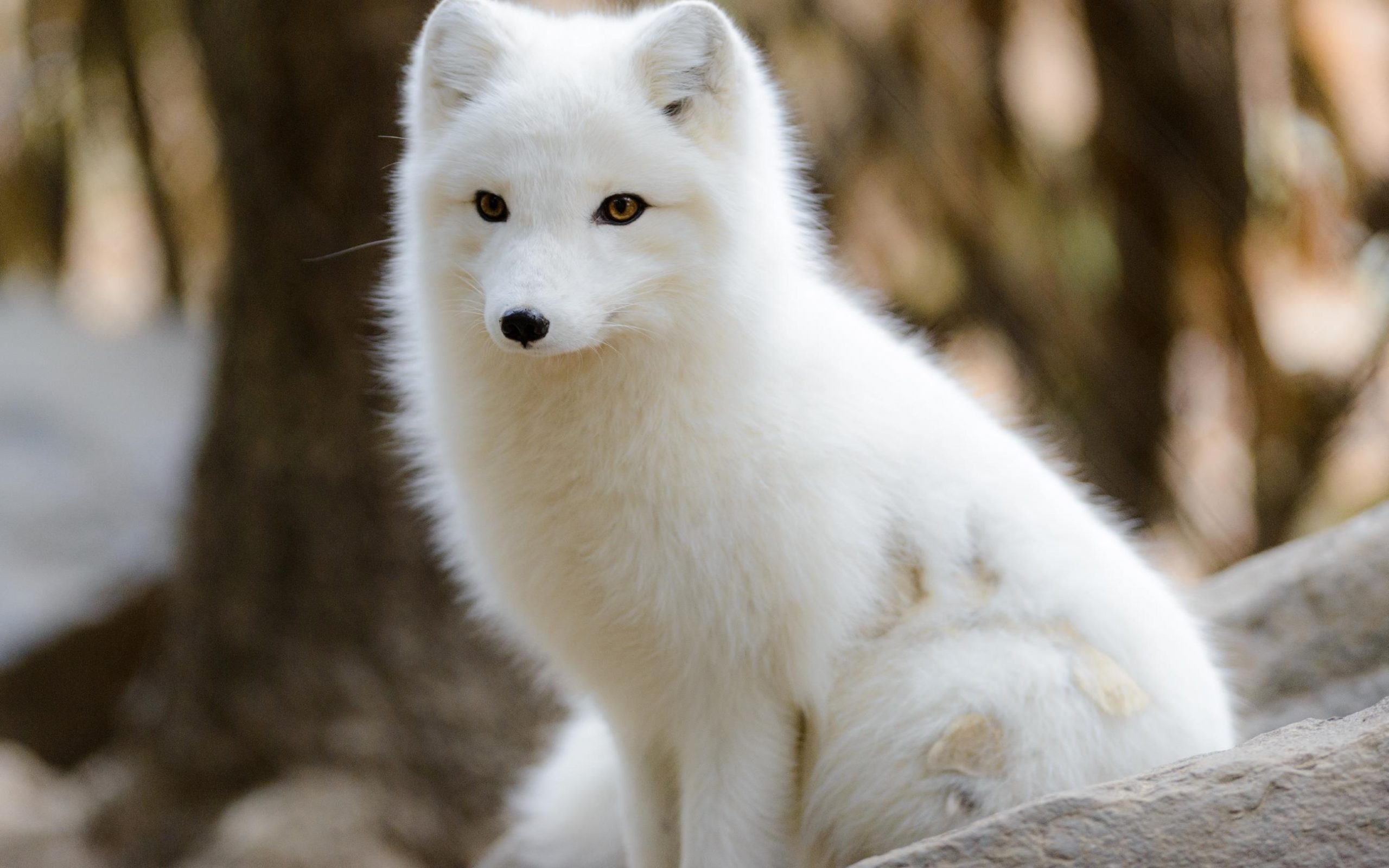 Dat nuoc khong co muoi anh 7