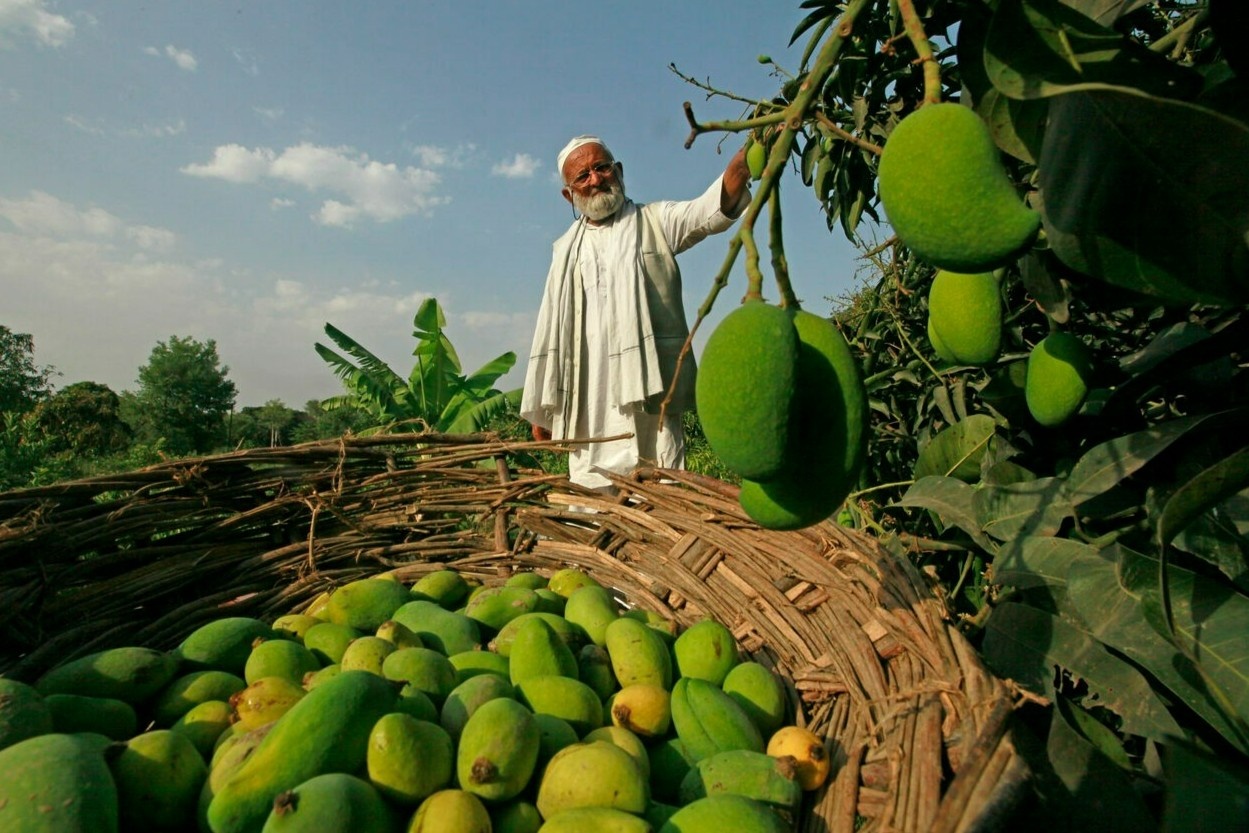 Cay xoai co 300 giong qua o An Do hinh anh