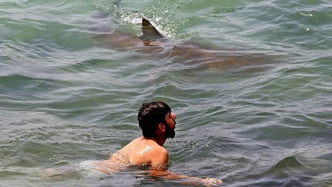 Du khách bơi cùng cá mập ảnh 1 Du khach boi cung ca map anh 1