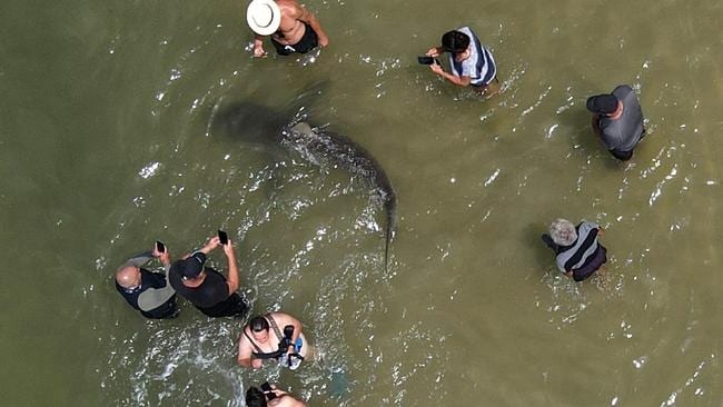 Du khách bơi cùng cá mập ảnh 2 Du khach boi cung ca map anh 2