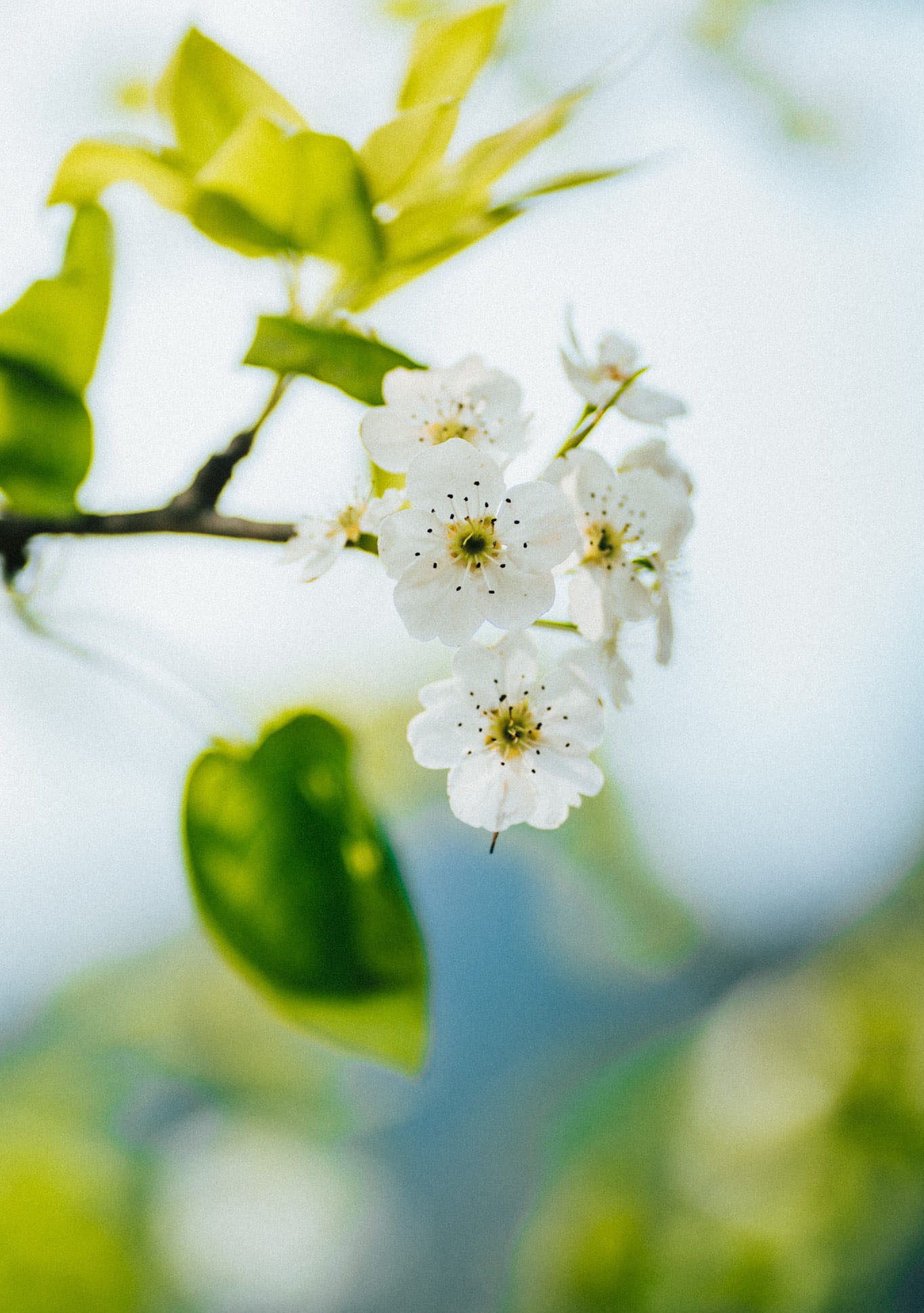 Sac xuan tren reo cao Ha Giang anh 10