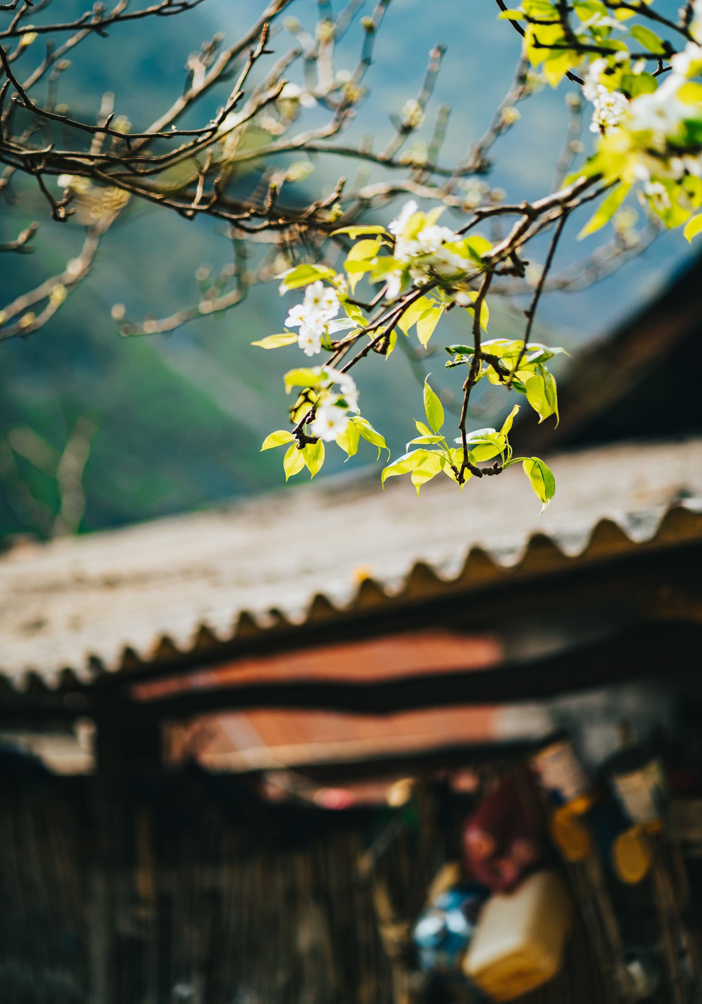 Sac xuan tren reo cao Ha Giang anh 11