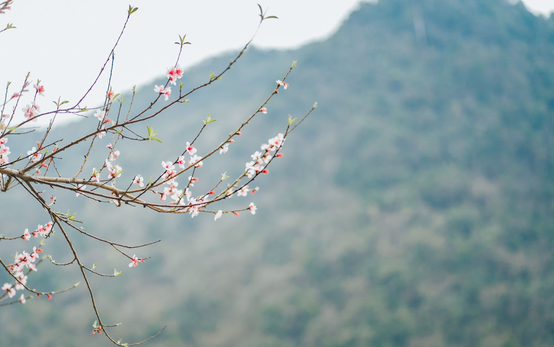 Sac xuan tren reo cao Ha Giang anh 12