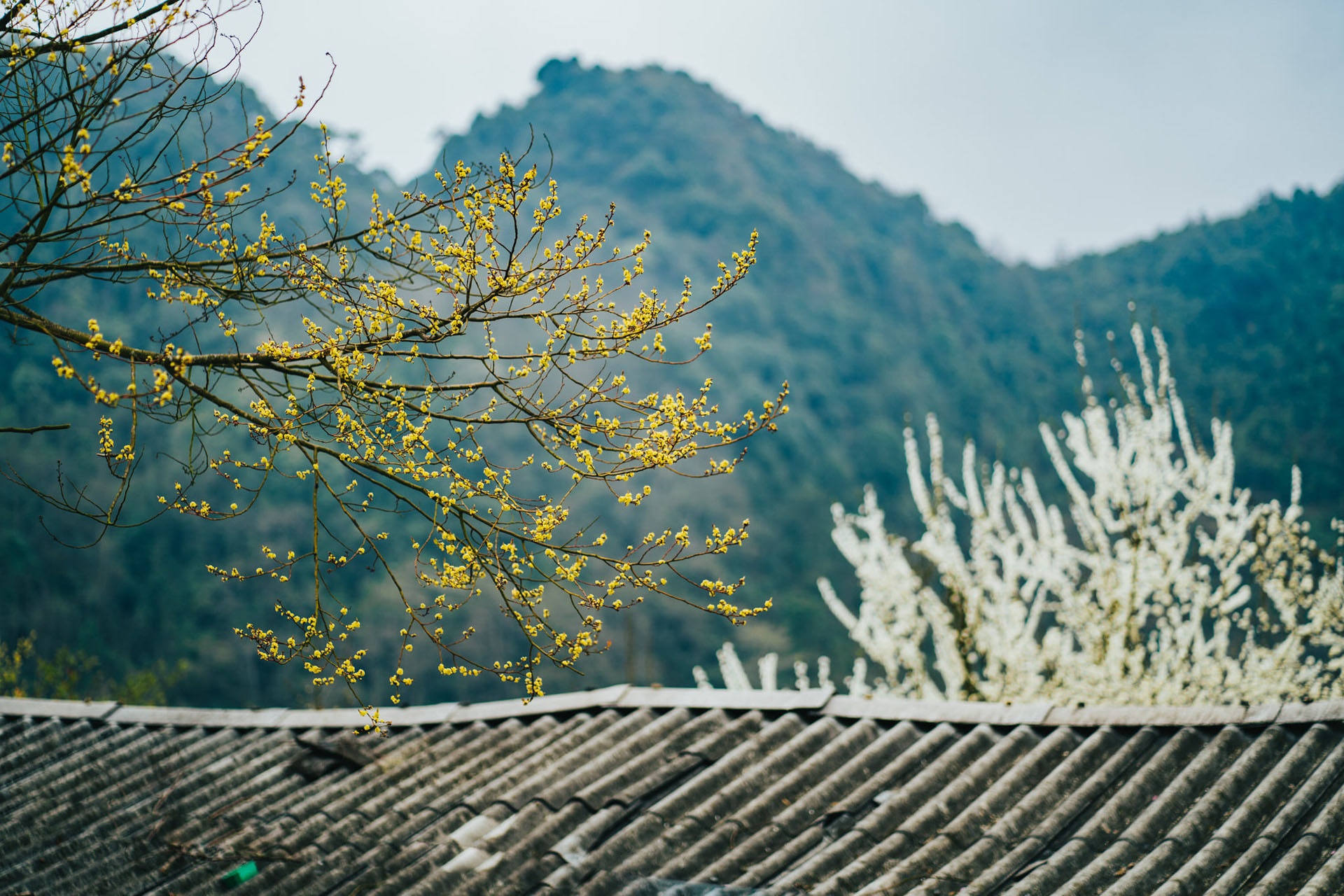 Sac xuan tren reo cao Ha Giang anh 14