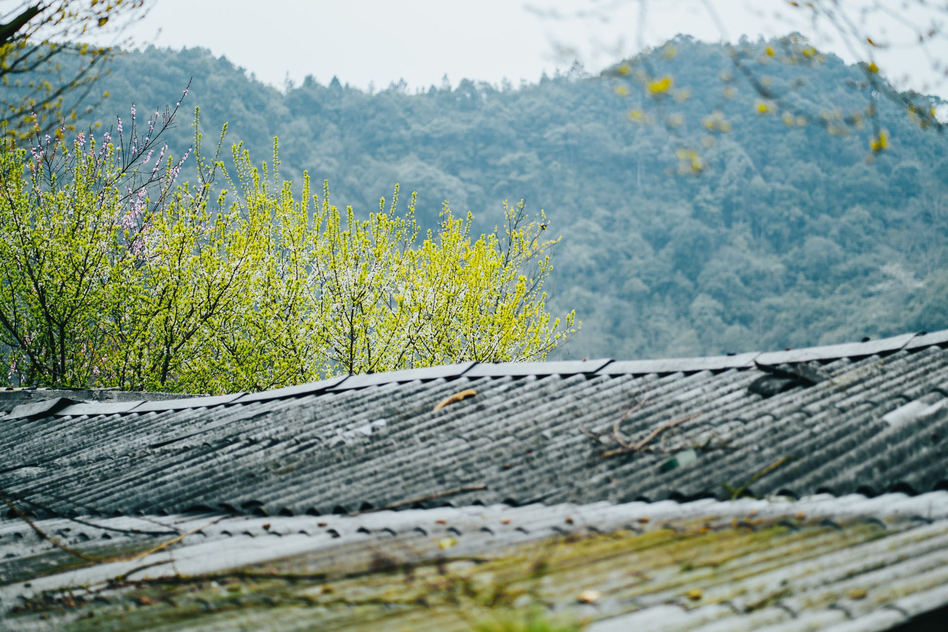 Sac xuan tren reo cao Ha Giang anh 15