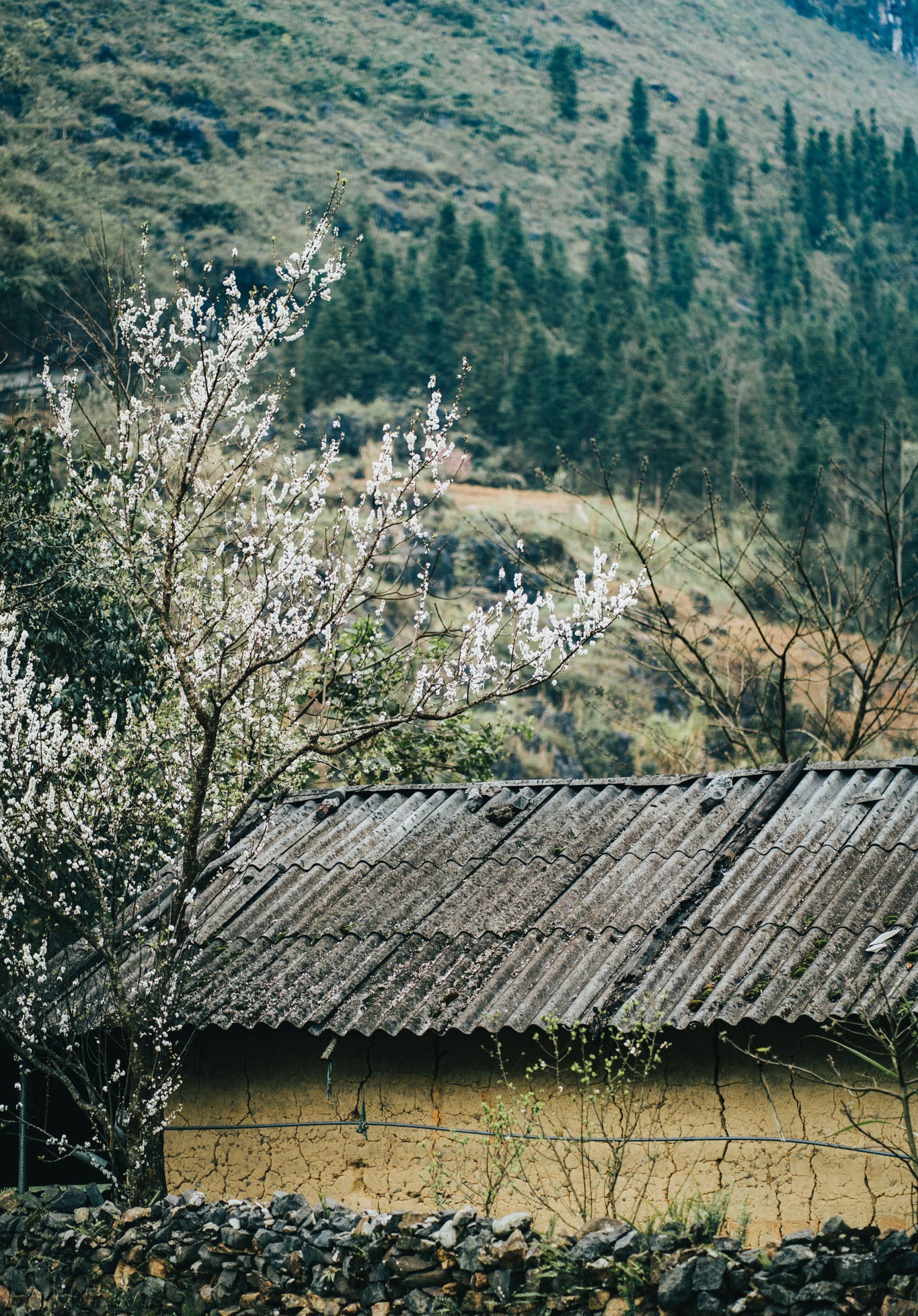 Sac xuan tren reo cao Ha Giang anh 16