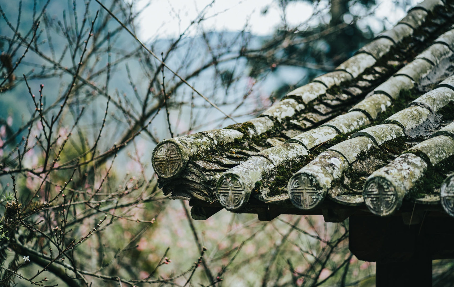 Sac xuan tren reo cao Ha Giang anh 17