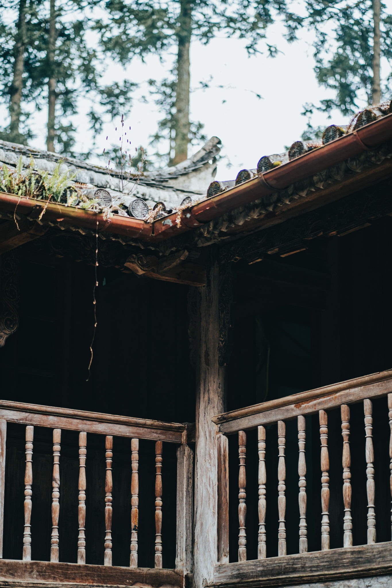 Sac xuan tren reo cao Ha Giang anh 19