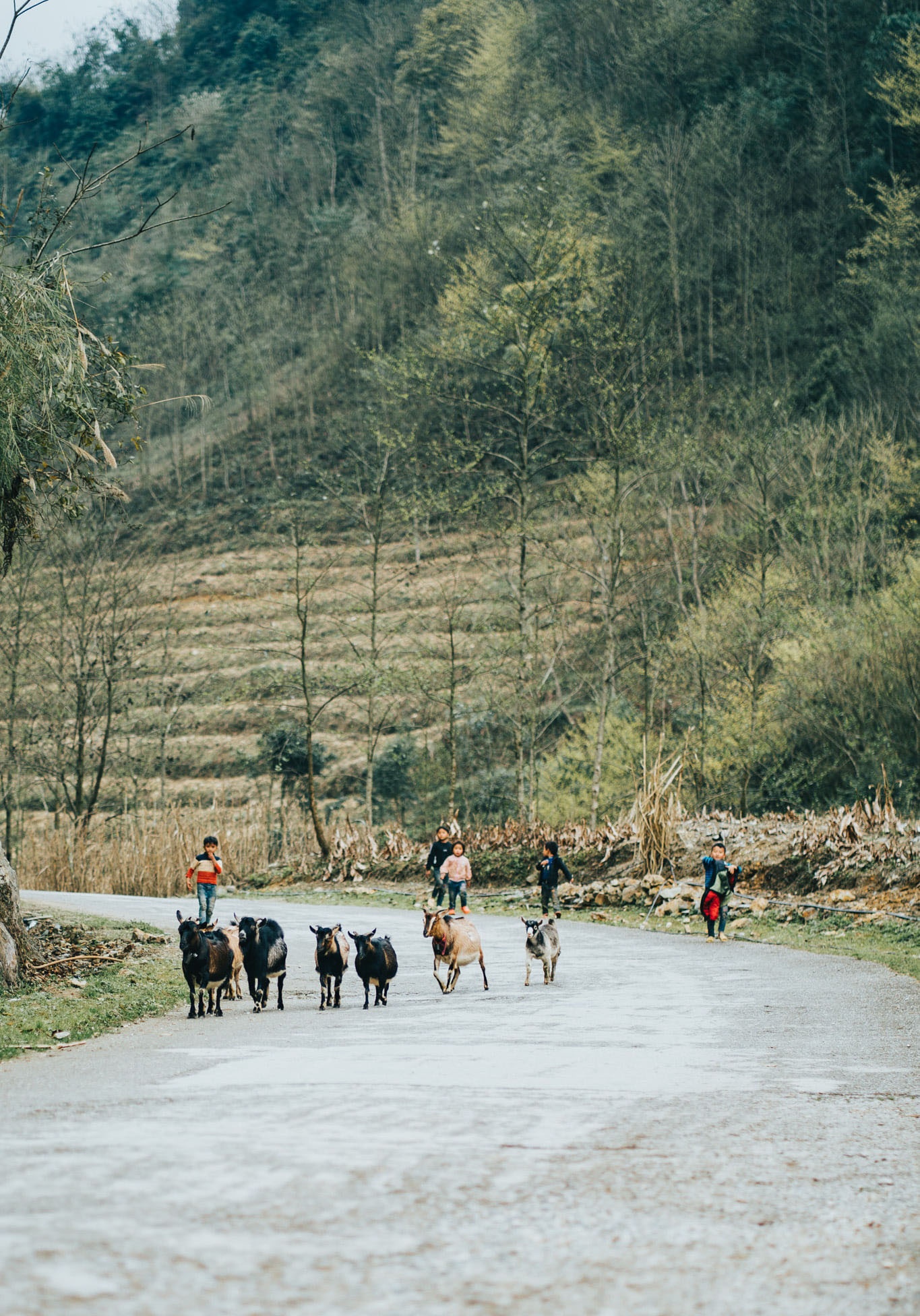 Sac xuan tren reo cao Ha Giang anh 22