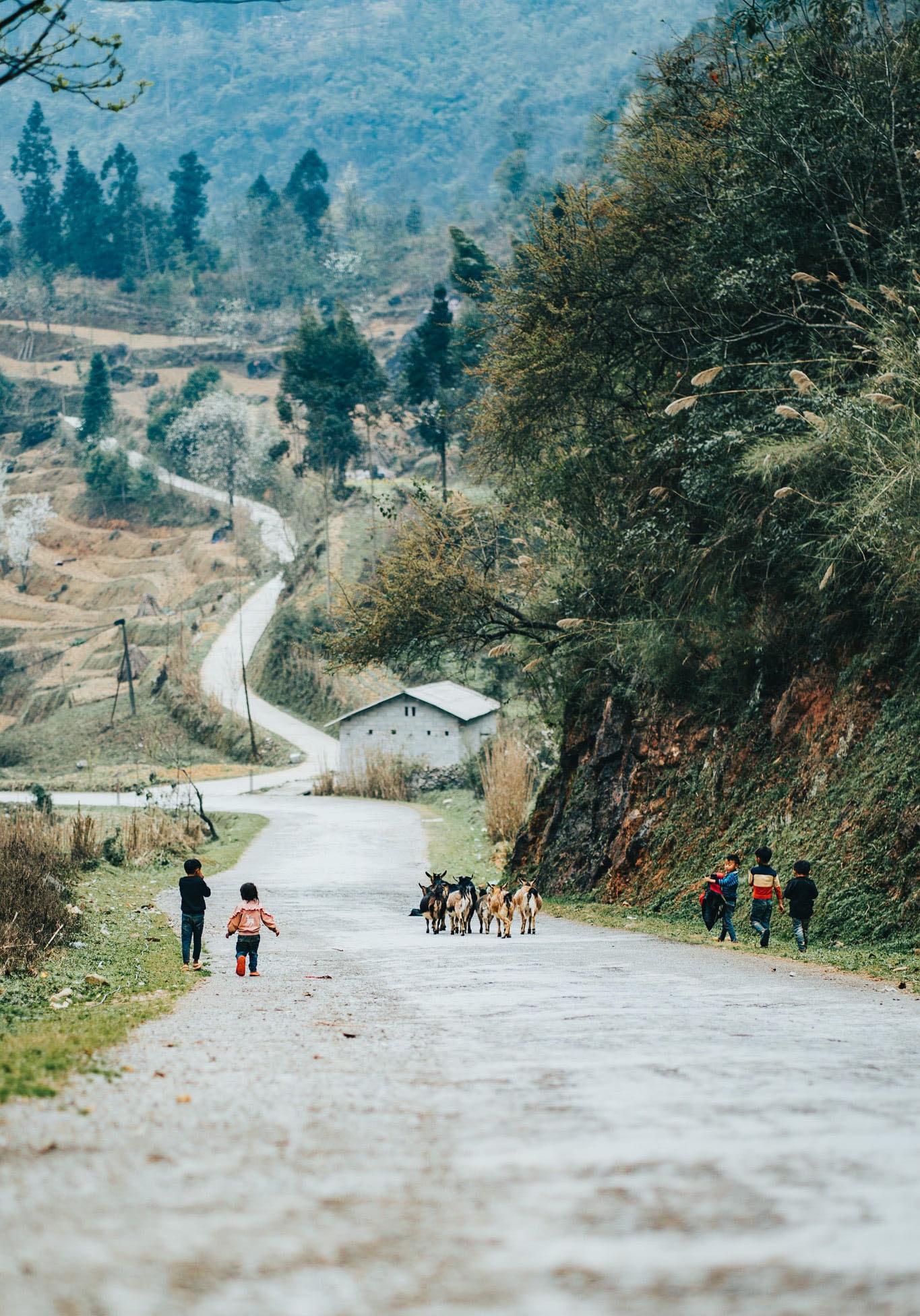 Sac xuan tren reo cao Ha Giang anh 23