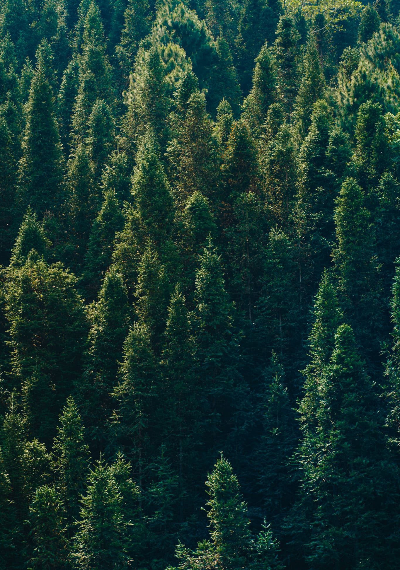 Sac xuan tren reo cao Ha Giang anh 5