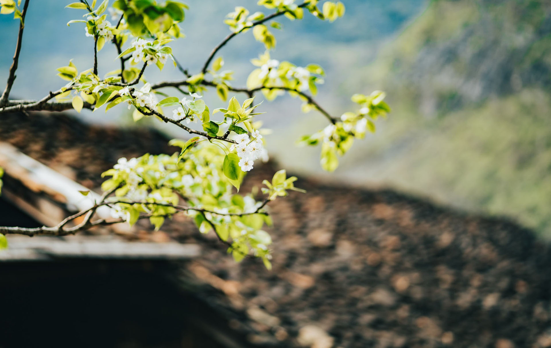 Sac xuan tren reo cao Ha Giang anh 9