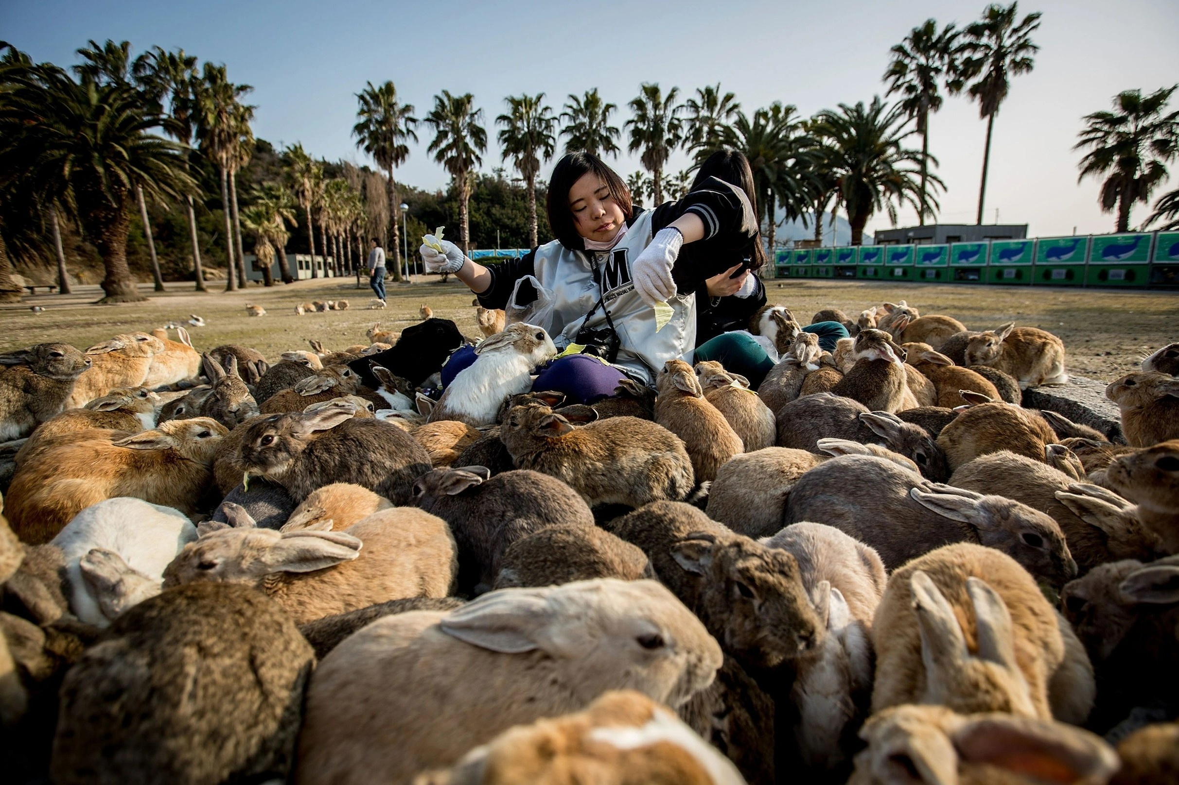 Nhung hon dao la thanh dia cua dong vat o Nhat Ban hinh anh