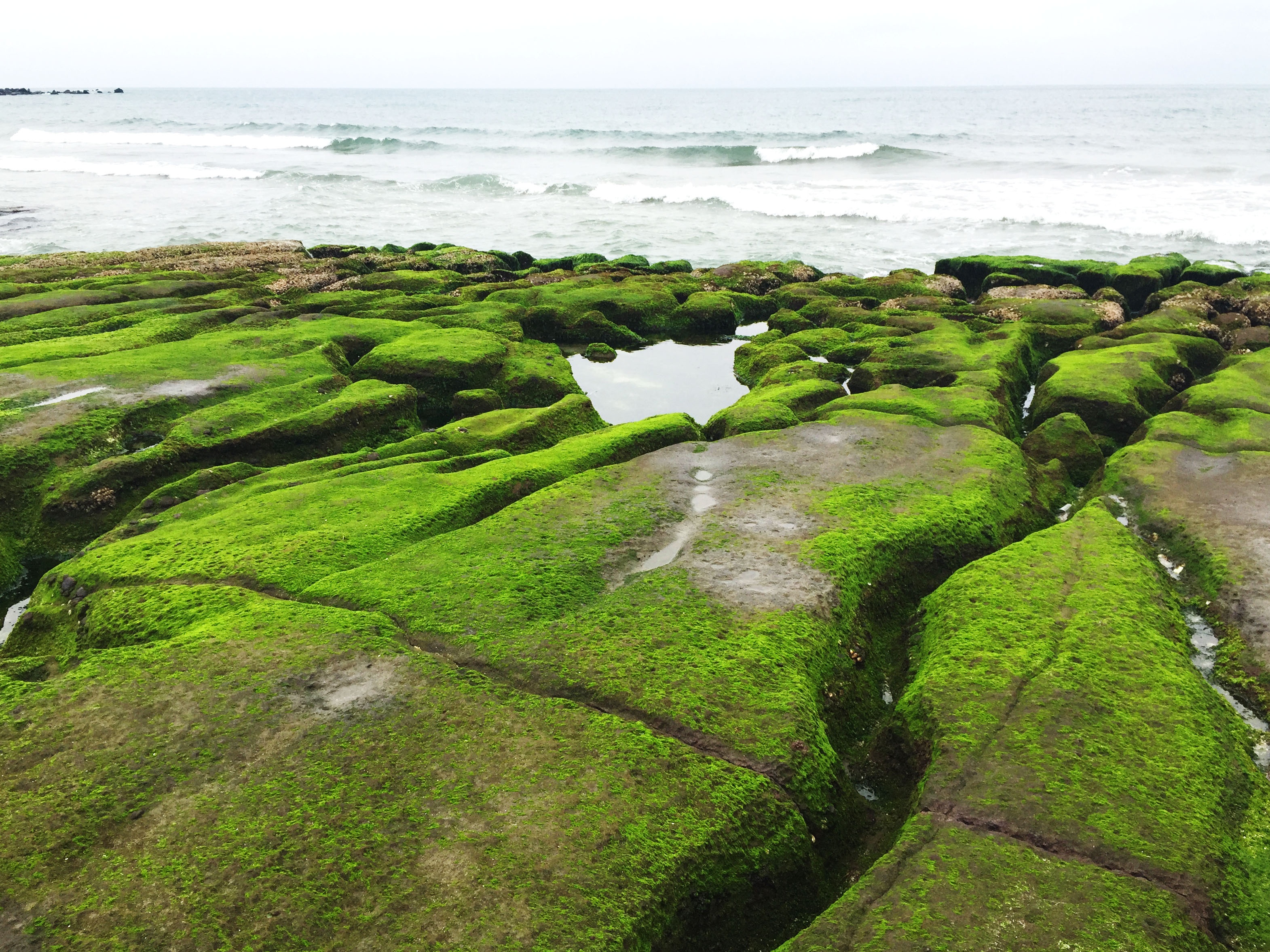 Bãi biển rêu phủ xanh ở Đài Loan ảnh 5 Bai bien reu phu xanh o Dai Loan anh 5