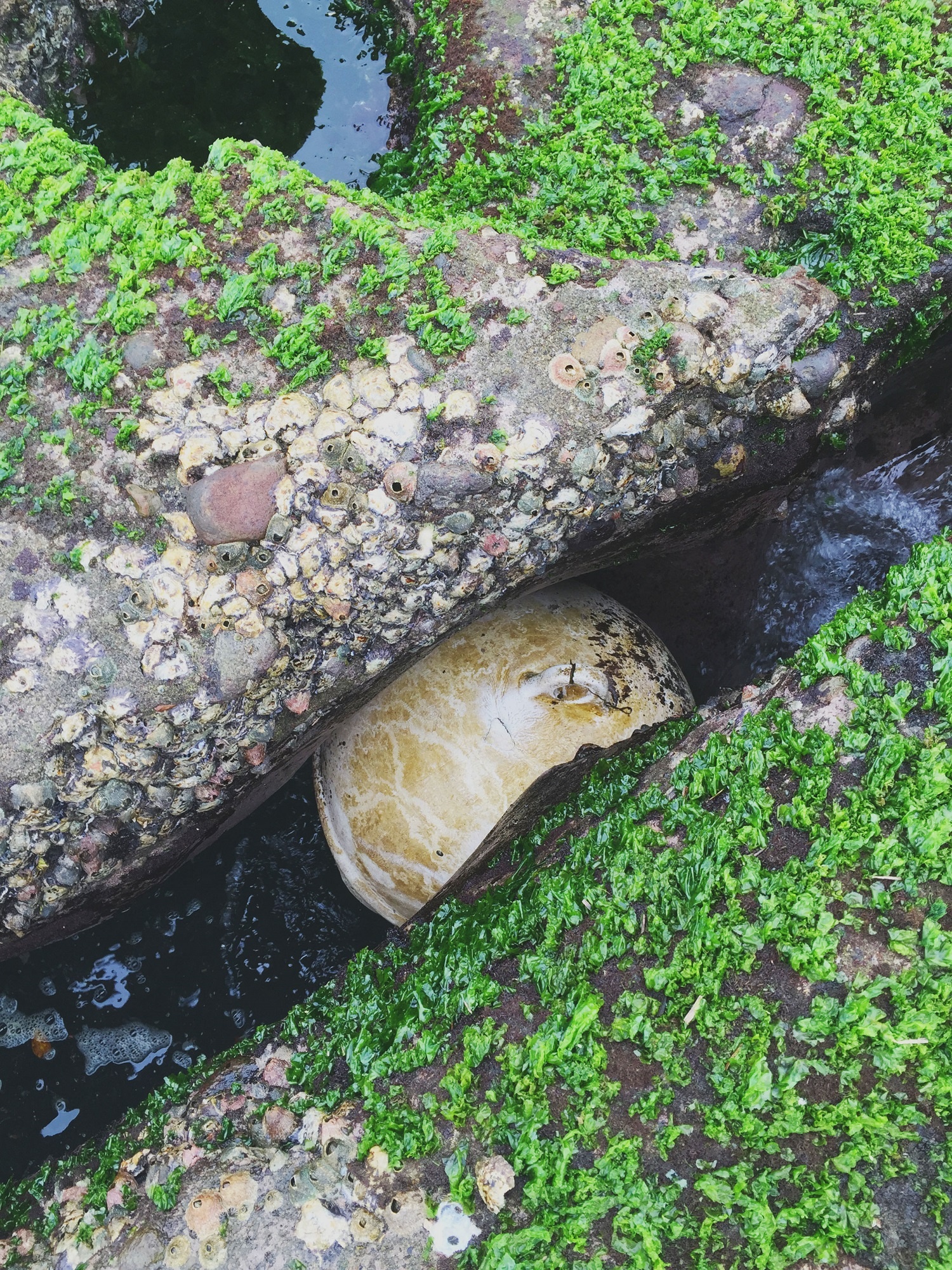 Bãi biển rêu phủ xanh ở Đài Loan ảnh 7 Bai bien reu phu xanh o Dai Loan anh 7