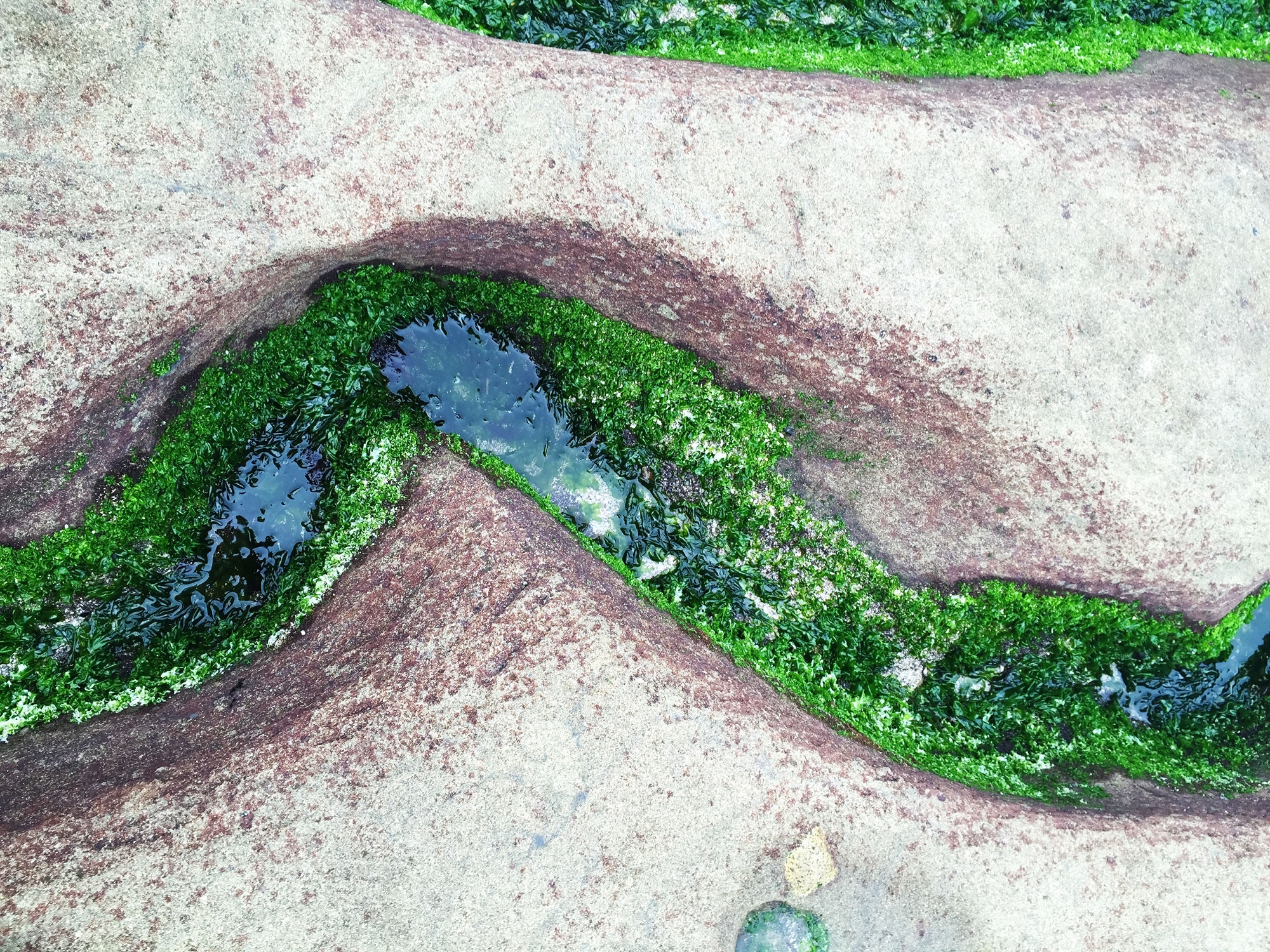 Bãi biển rêu phủ xanh ở Đài Loan ảnh 8 Bai bien reu phu xanh o Dai Loan anh 8