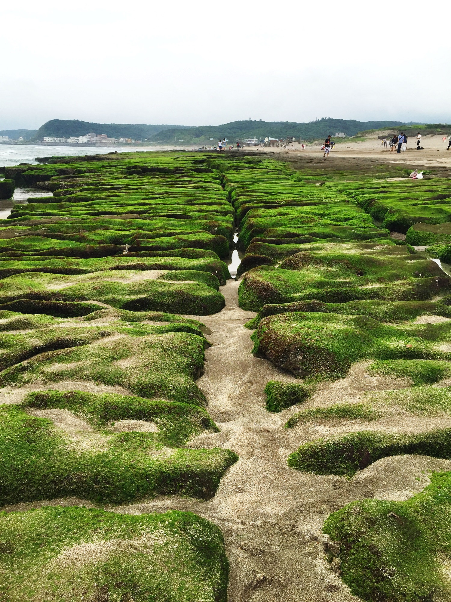 Bãi biển rêu phủ xanh ở Đài Loan ảnh 1 Bai bien reu phu xanh o Dai Loan anh 1