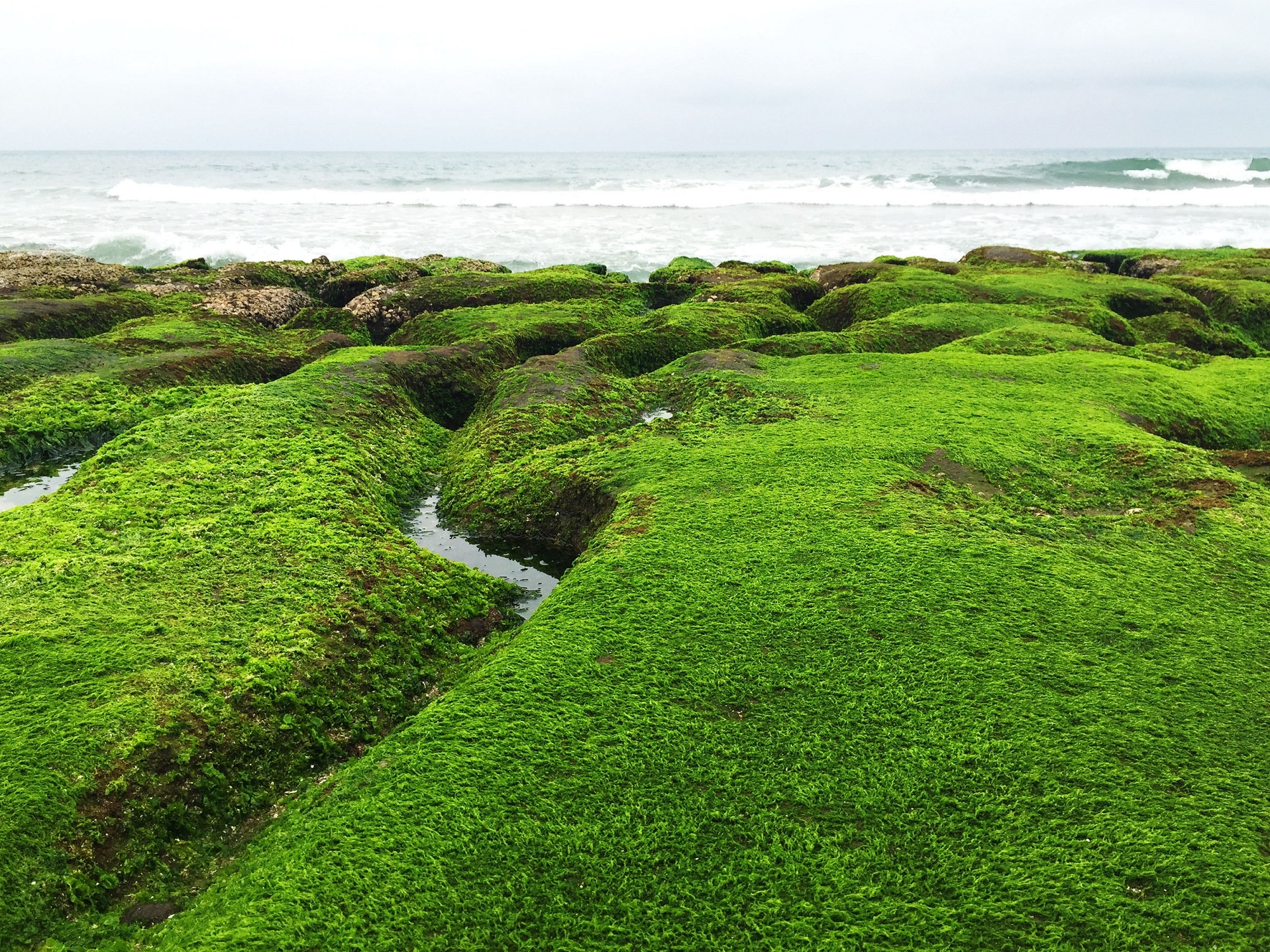 Bãi biển rêu phủ xanh ở Đài Loan ảnh 6 Bai bien reu phu xanh o Dai Loan anh 6
