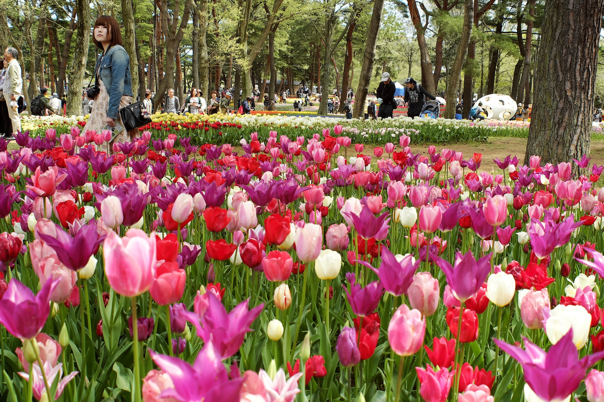 Cong vien Hitachi cua Nhat Ban anh 11