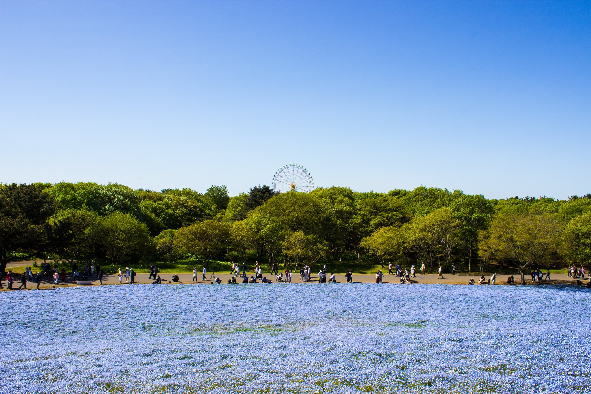 Cong vien Hitachi cua Nhat Ban anh 13