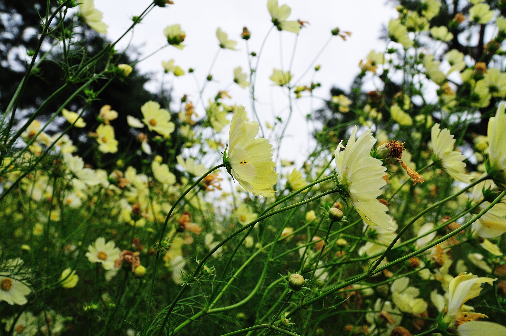 Cong vien Hitachi cua Nhat Ban anh 12