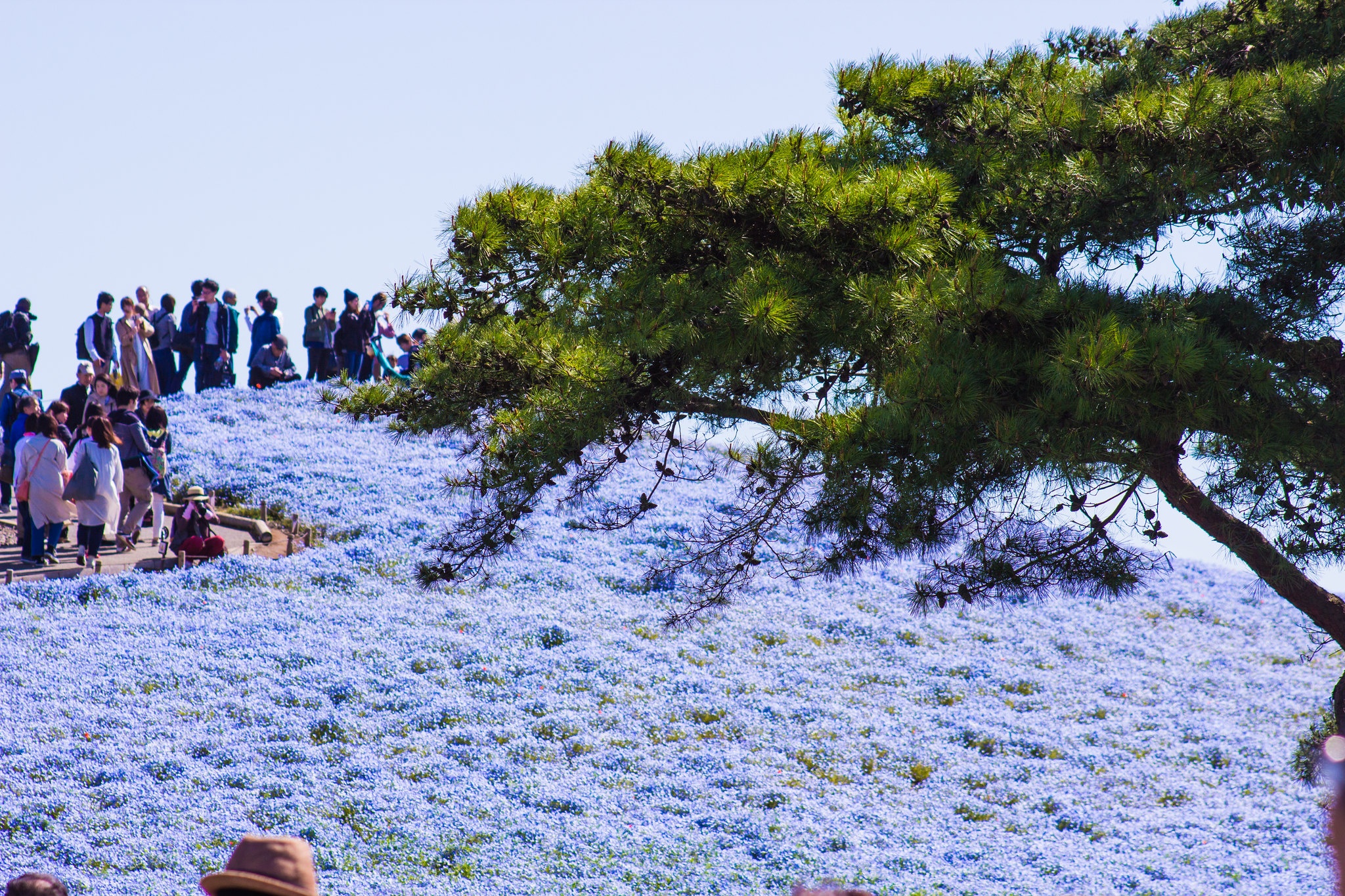 Cong vien Hitachi cua Nhat Ban anh 5